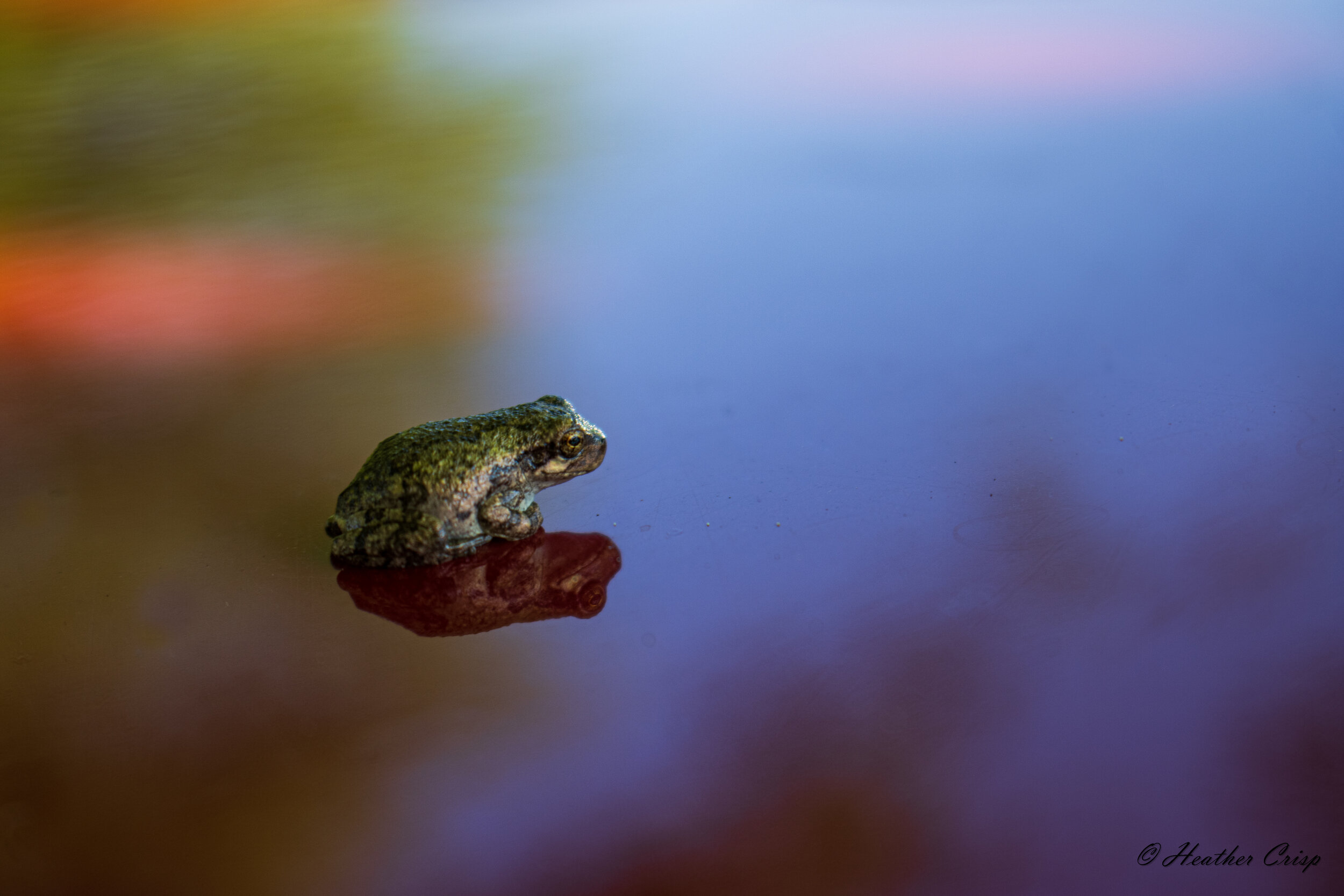 Frank the Frog.jpg