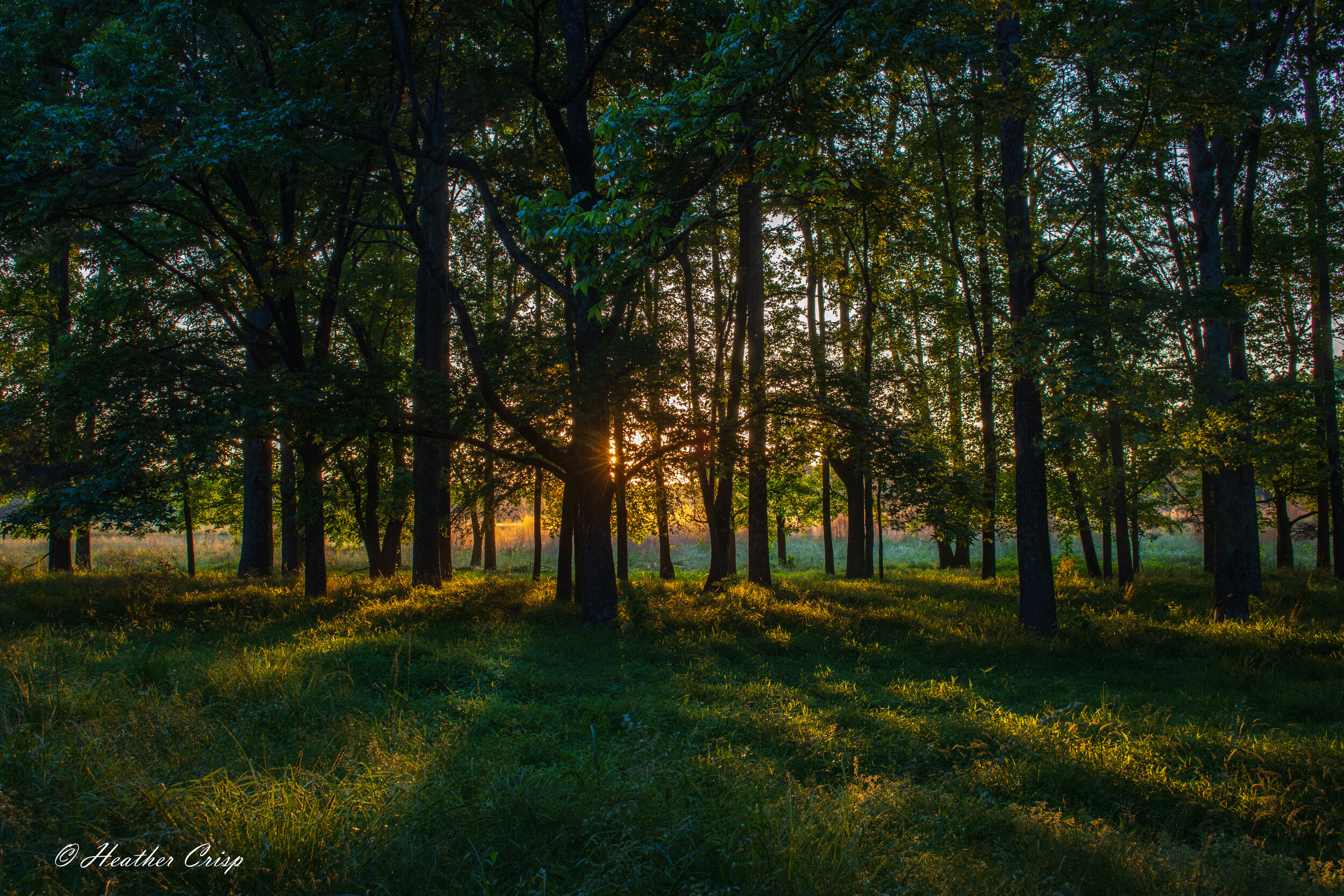 Meadow Sunrise-2 - Copy.jpg