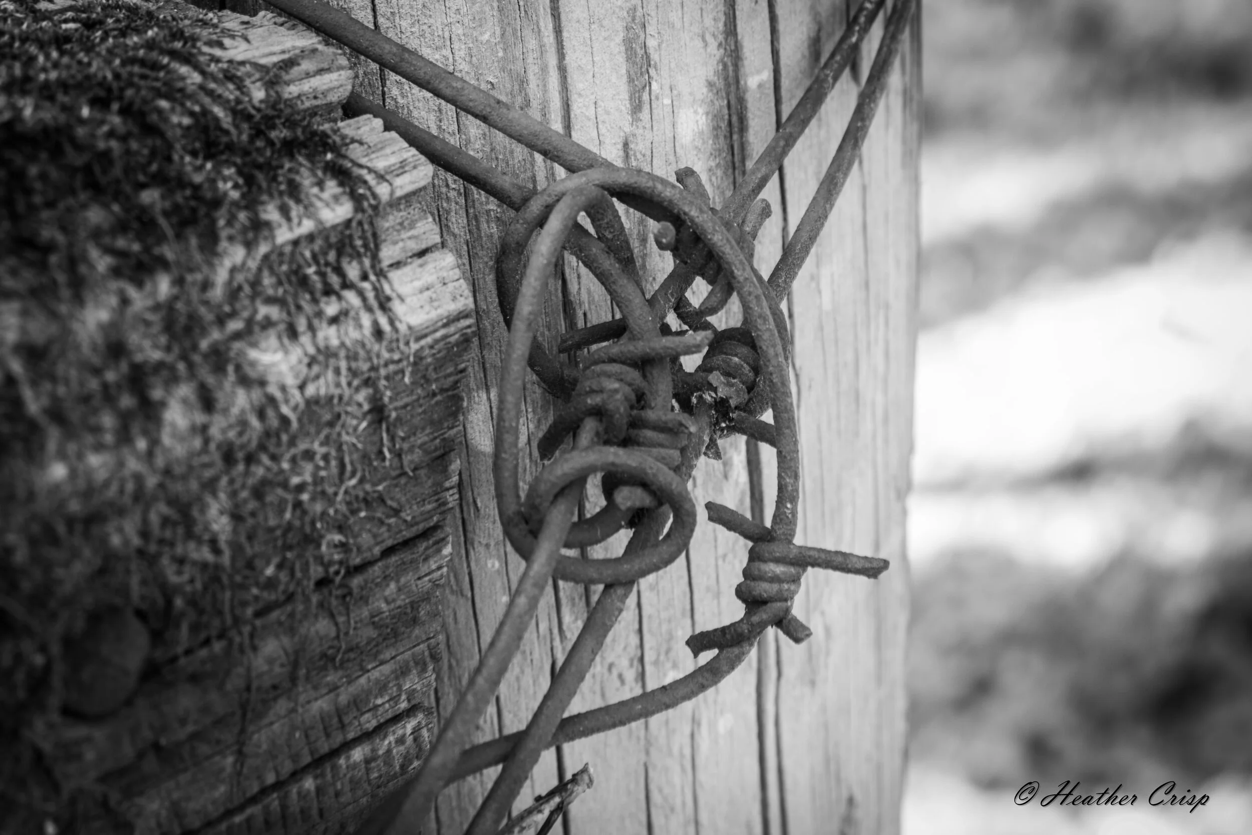 Barbwire-3-2.jpg
