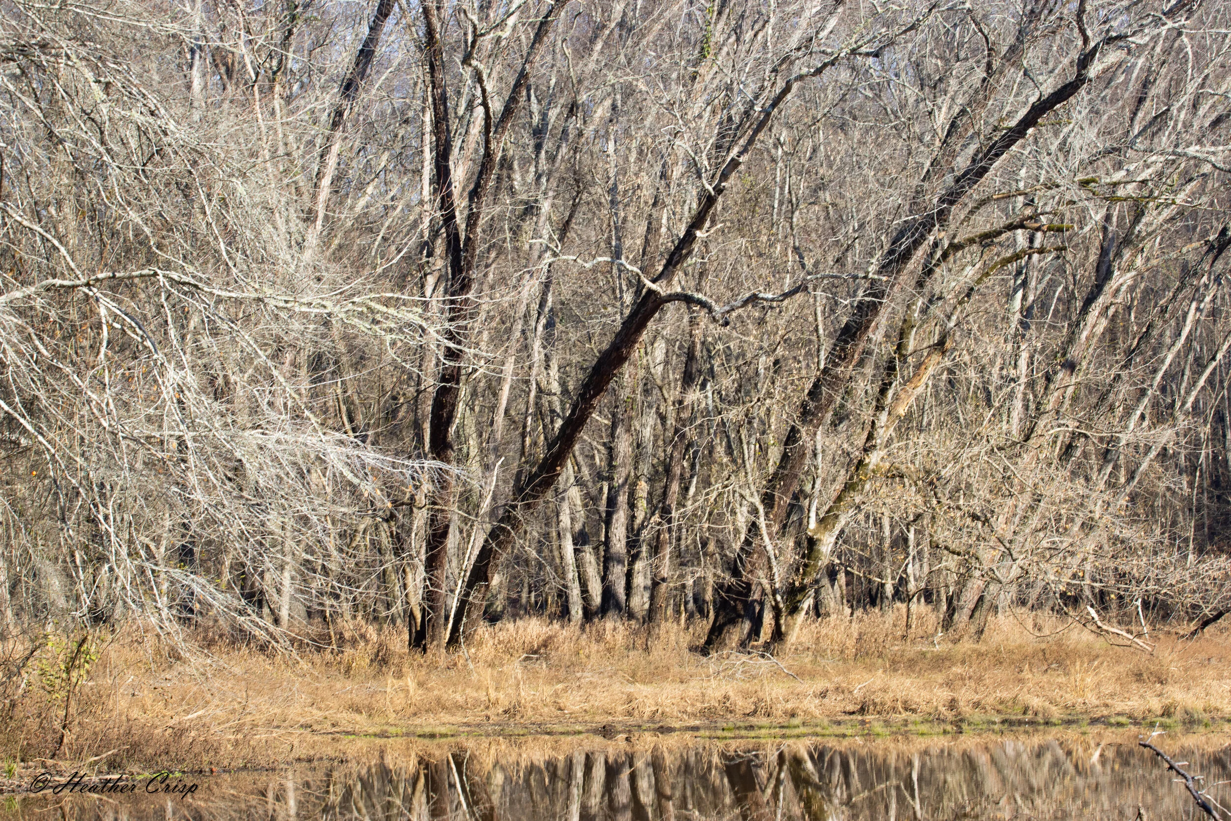 Hard Labor Creek Reflective Tree.jpg