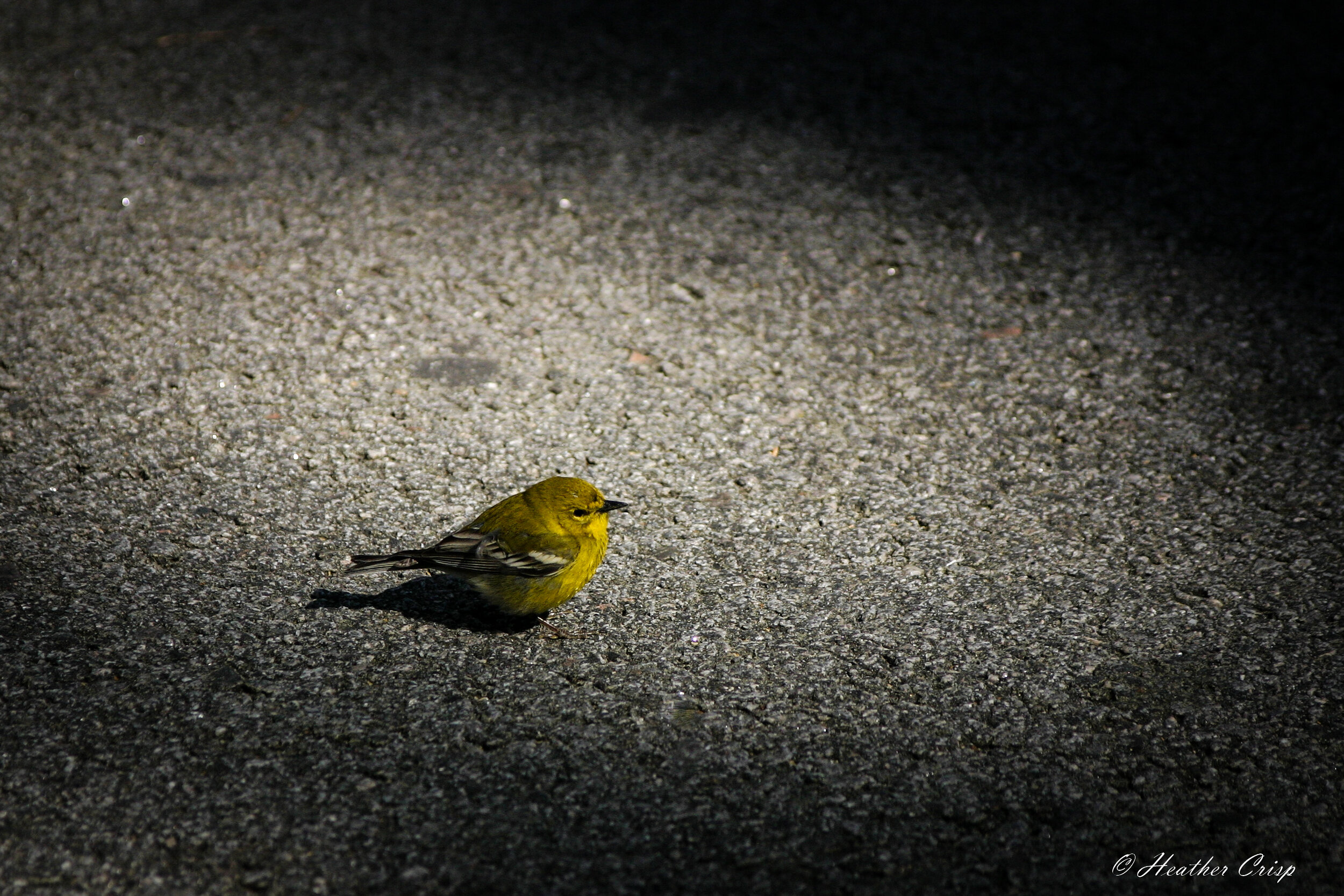 In the Spot Light
