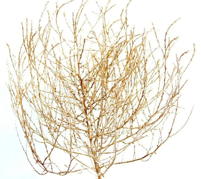 TUMBLEWEED WALLPAPER — Carter Design