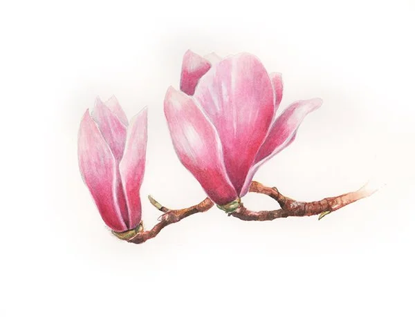 magnolia scan 300dpi 2x1' small.jpg