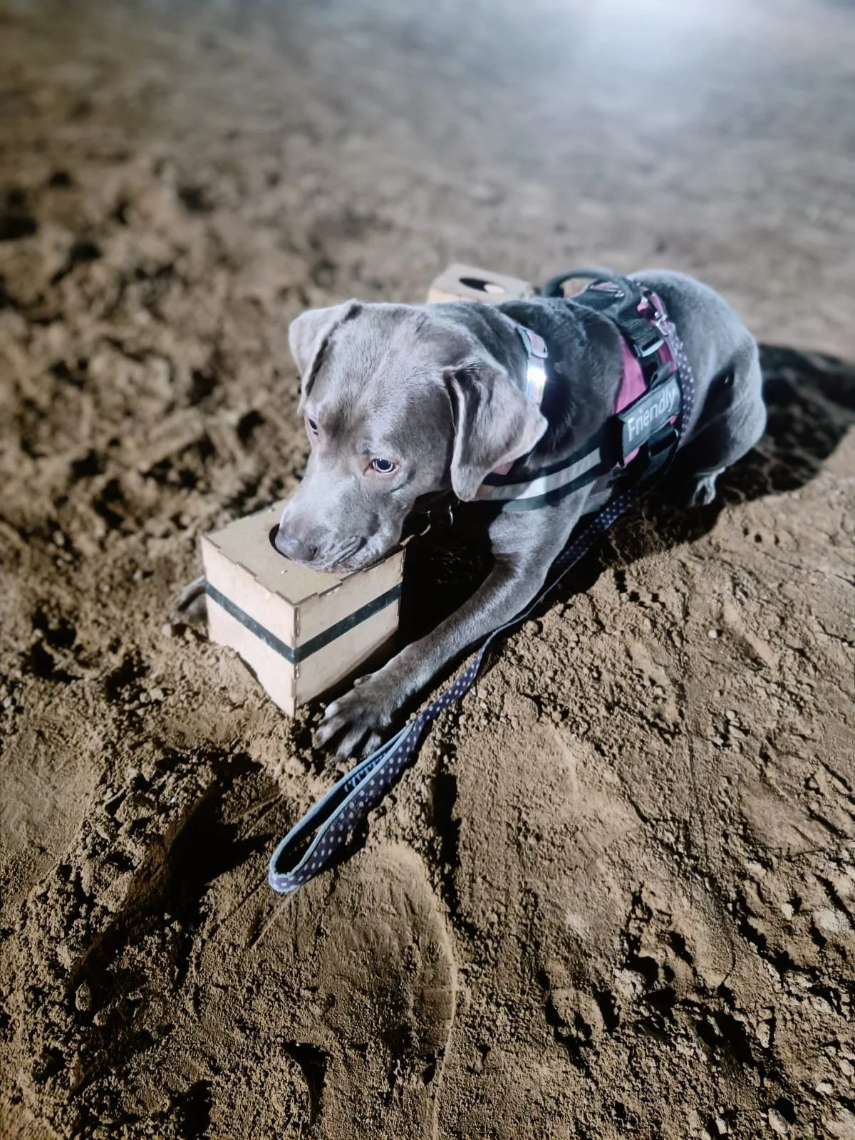 A gray dog with a black harness lying on brown dirt, biting a small cardboard box.