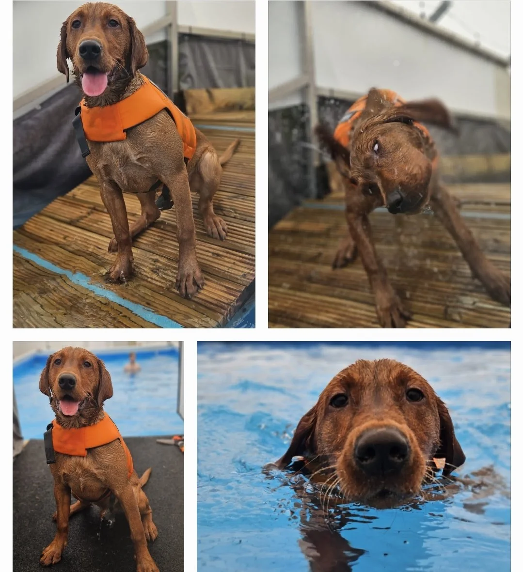 A collage of four photos of a brown dog wearing an orange life jacket, featuring it sitting on a wooden deck, swimming in a pool, and shaking off water.