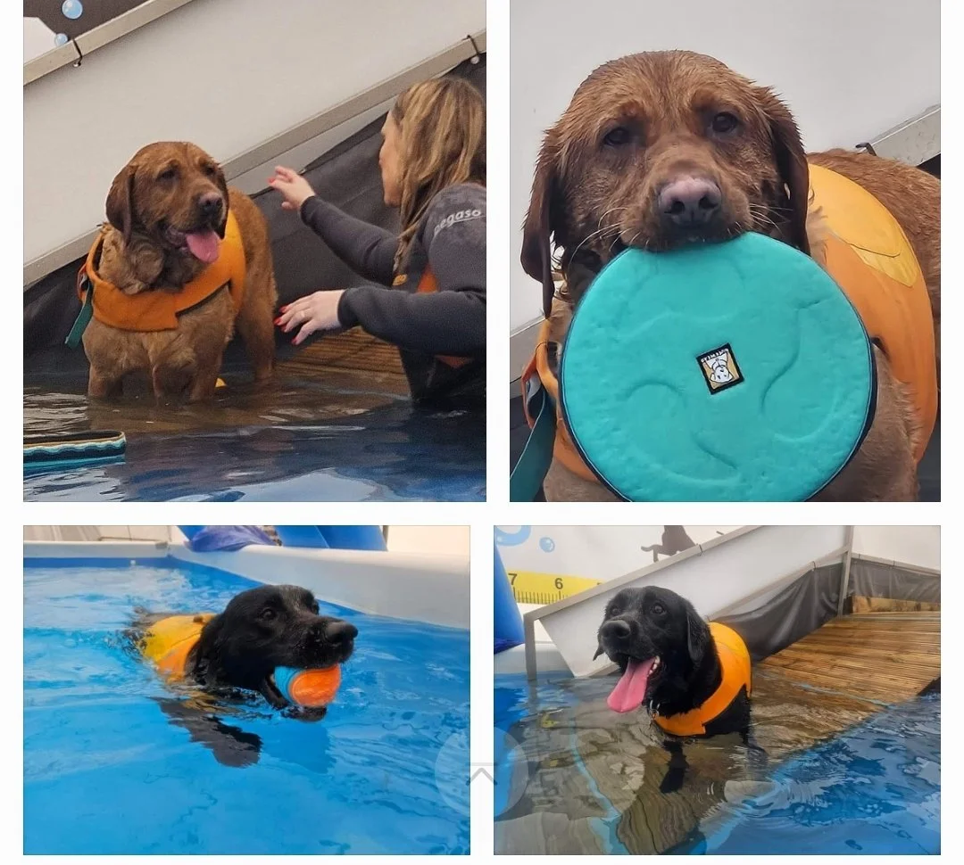A group of dogs during a water training session, some wearing orange life jackets and engaging with toys in a pool, under the supervision of a trainer.