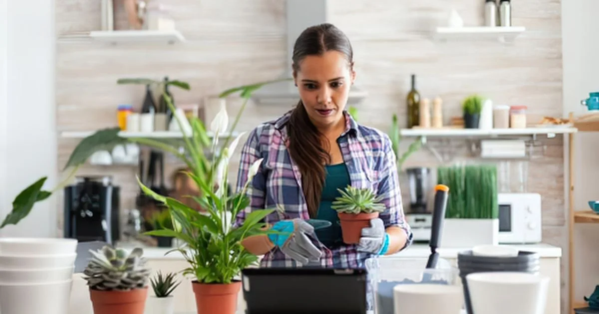 Office Plants: How to keep  the Right Plants for your Office Clean and Thriving