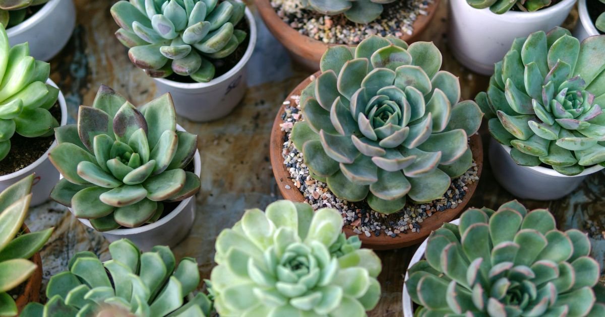 succulent plants
