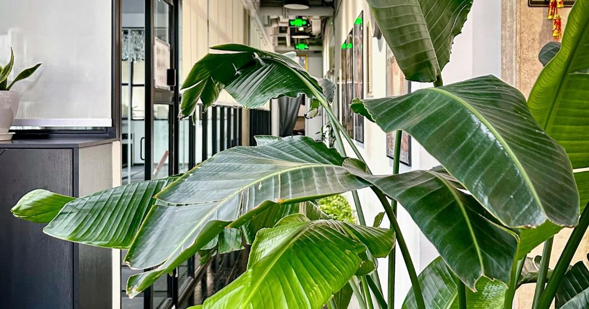 large leafy plant in office