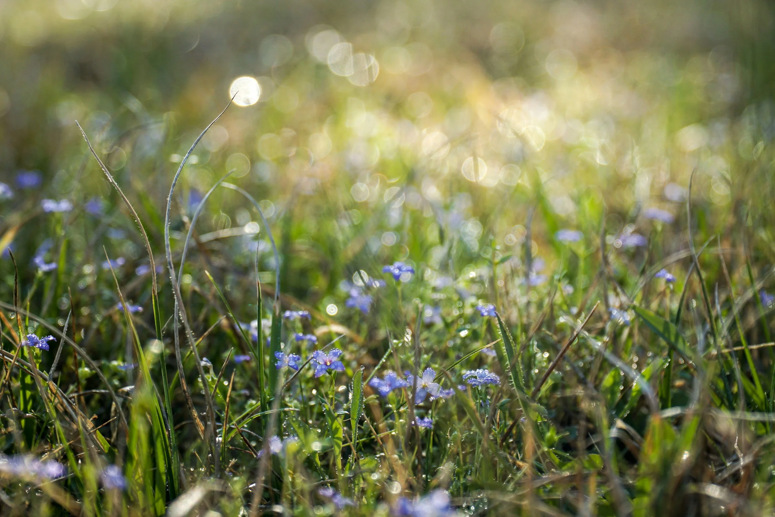 Protect Yourself from Mold Toxins This Spring