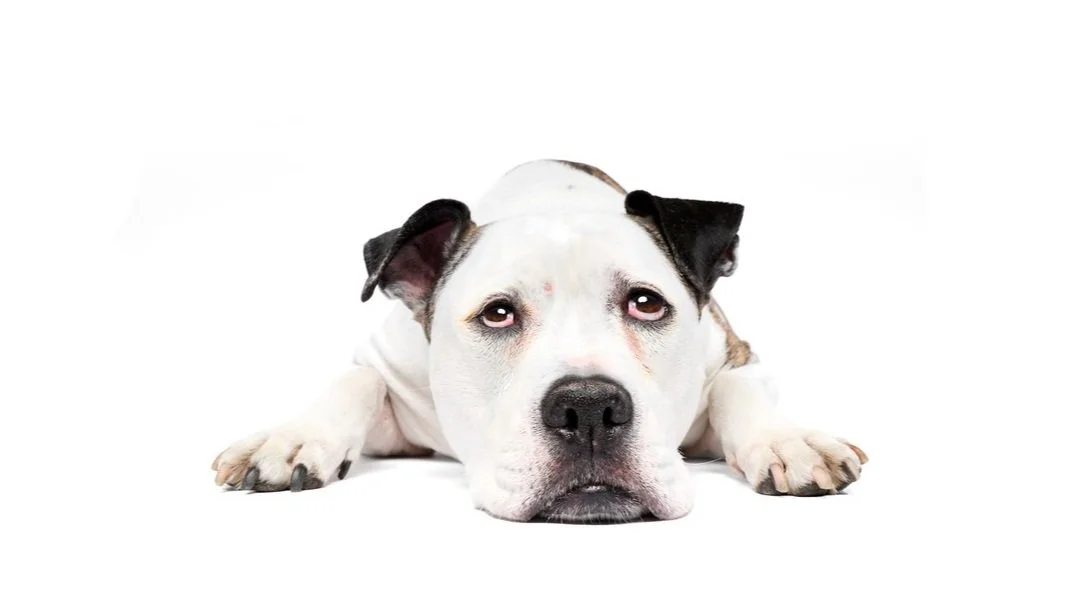 Lola-TheDogPhotog-098-2-web.jpg