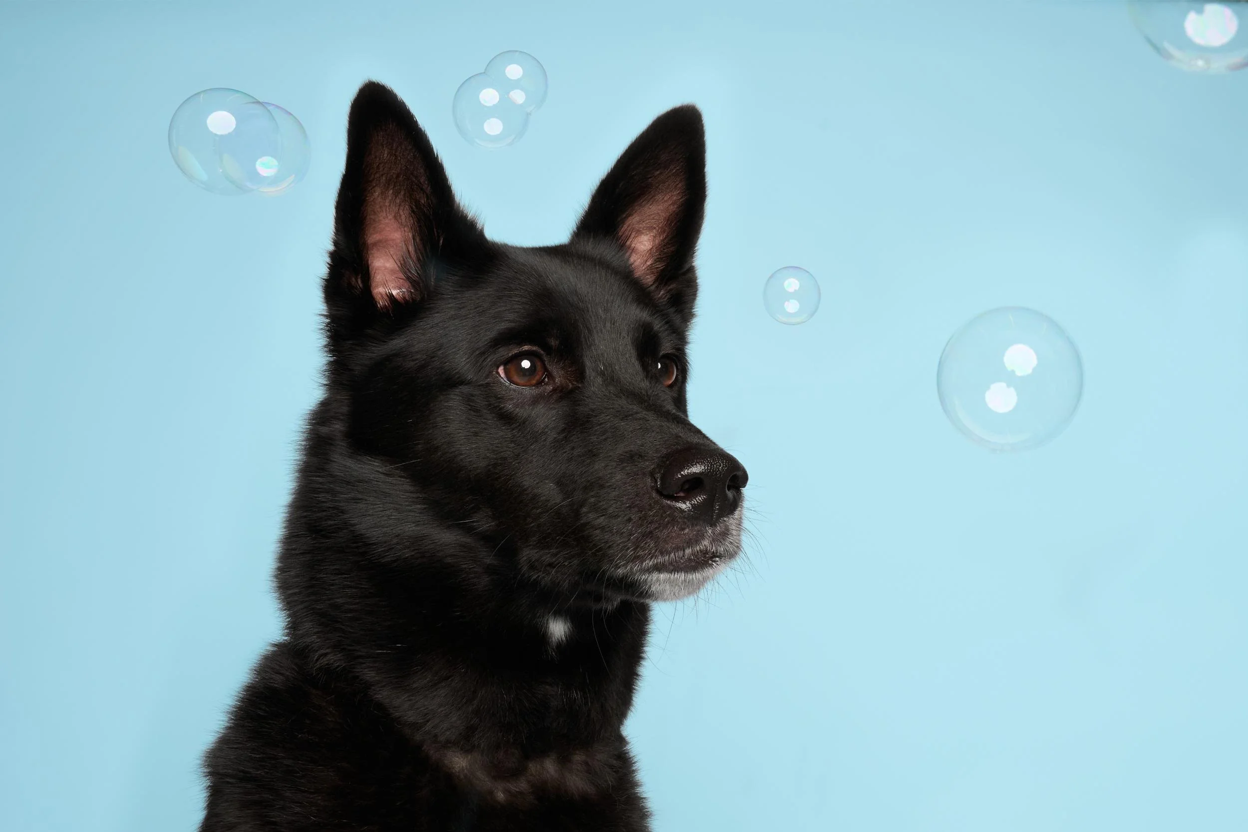 Black-dog-bubbles-blue-background-photoshoot.jpg