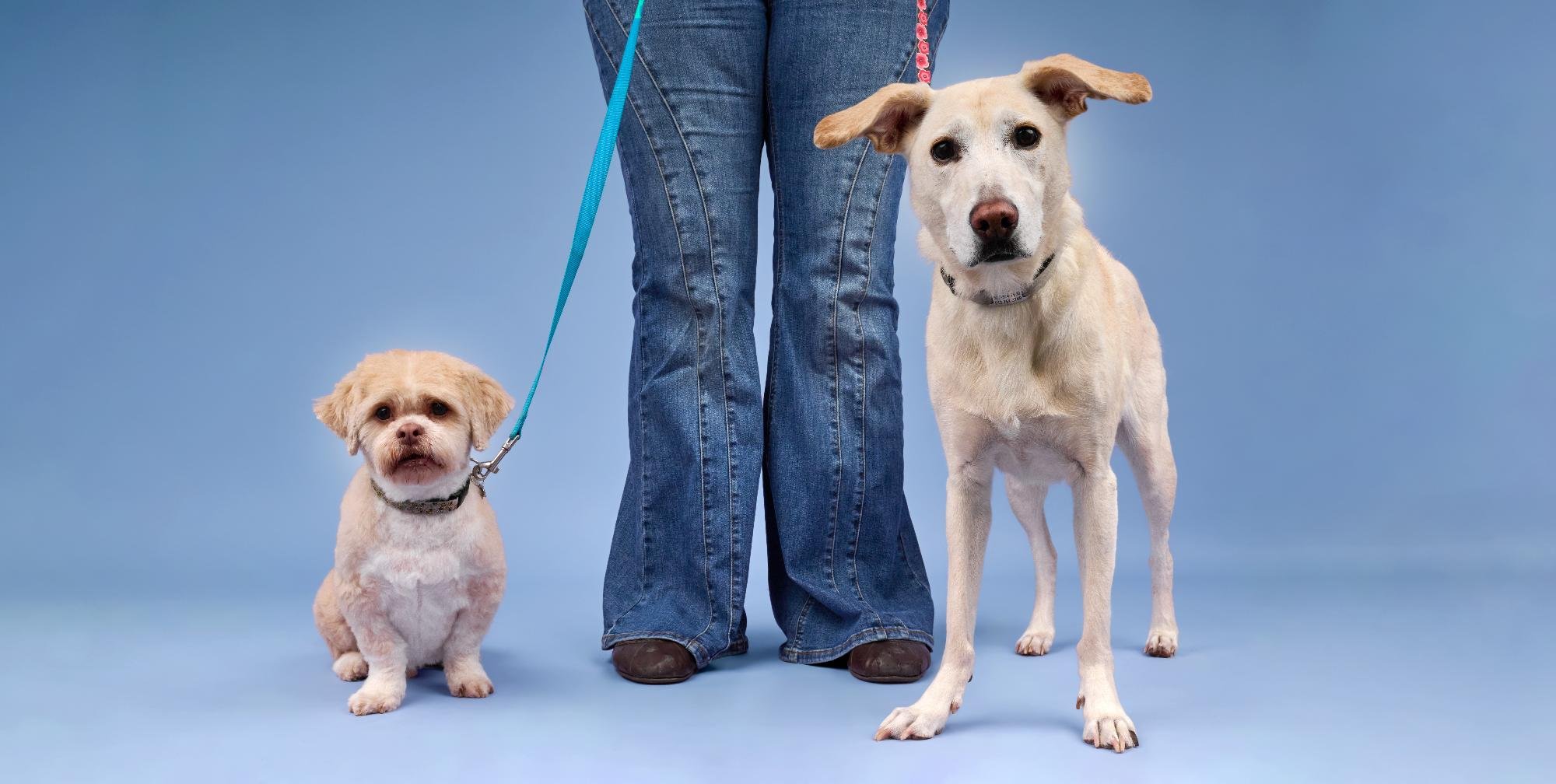Neville-Lela-TheDogPhotog-426 web.jpg