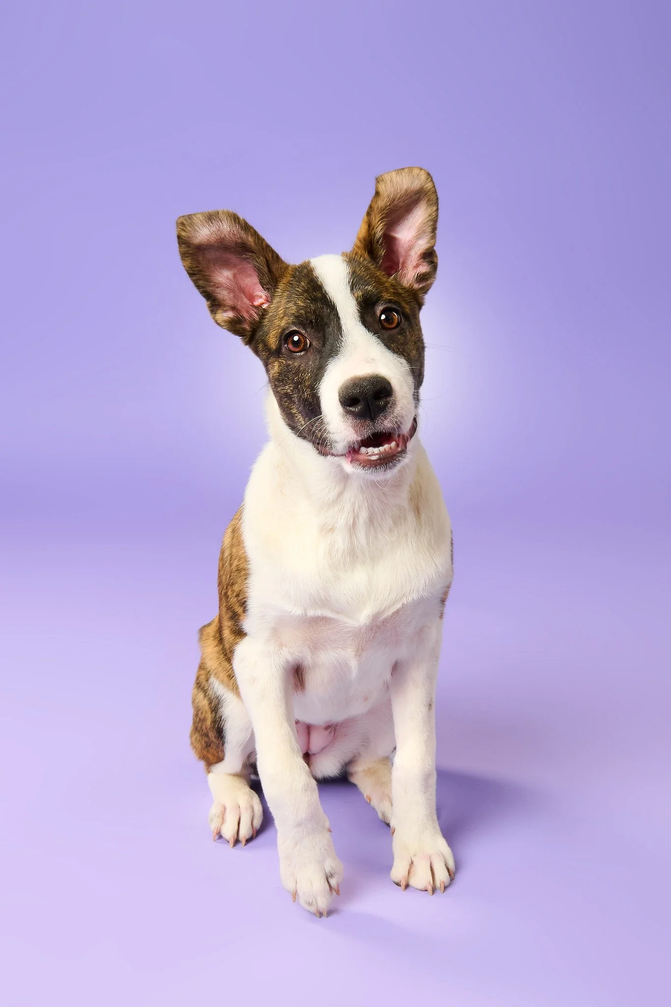 Hound Puppy Dog Portrait sitting on Purple Backdrop – The Dog Photog Minneapolis.jpg