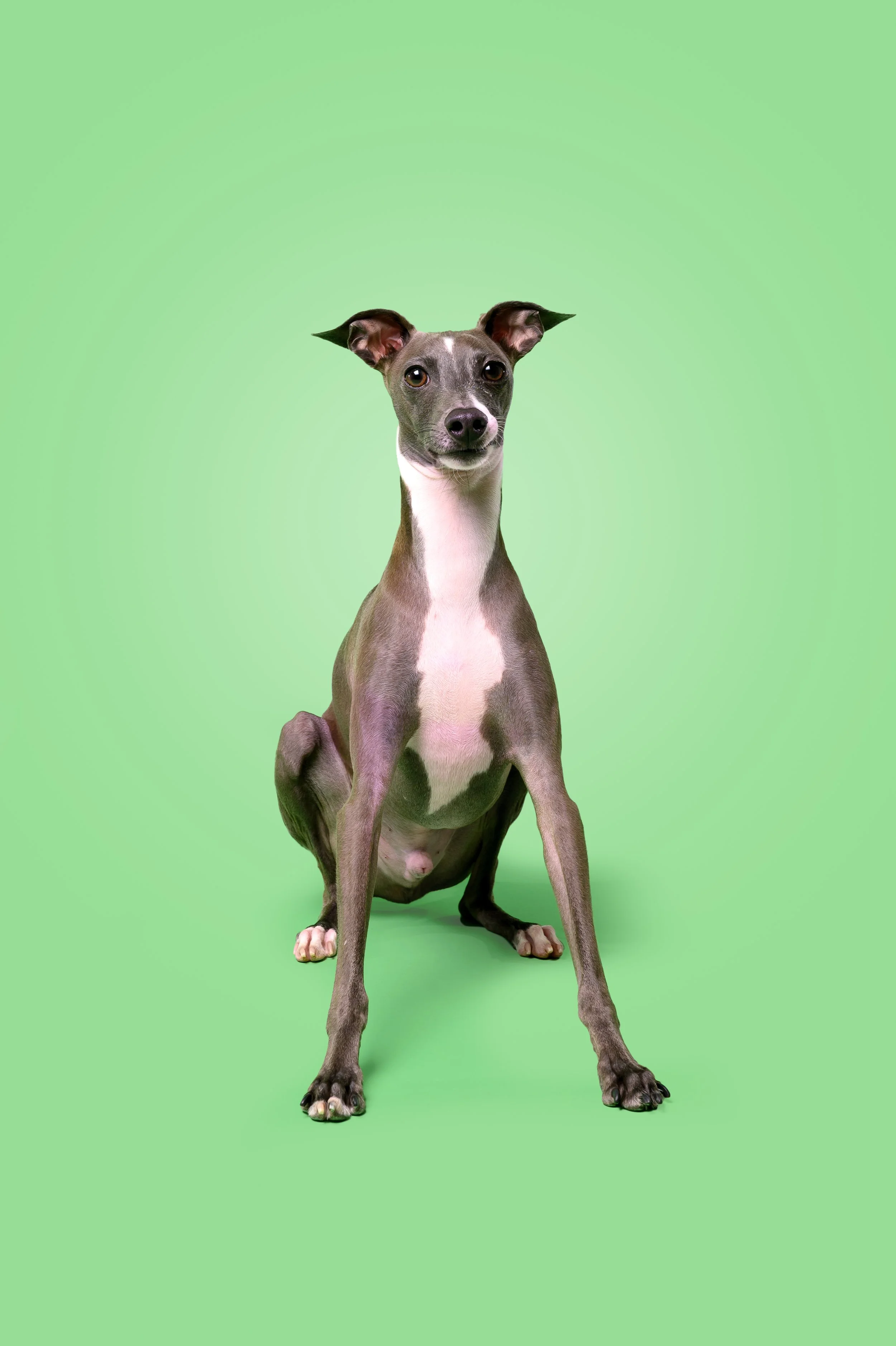 Glenn-The-Dog-Photog-18.jpg