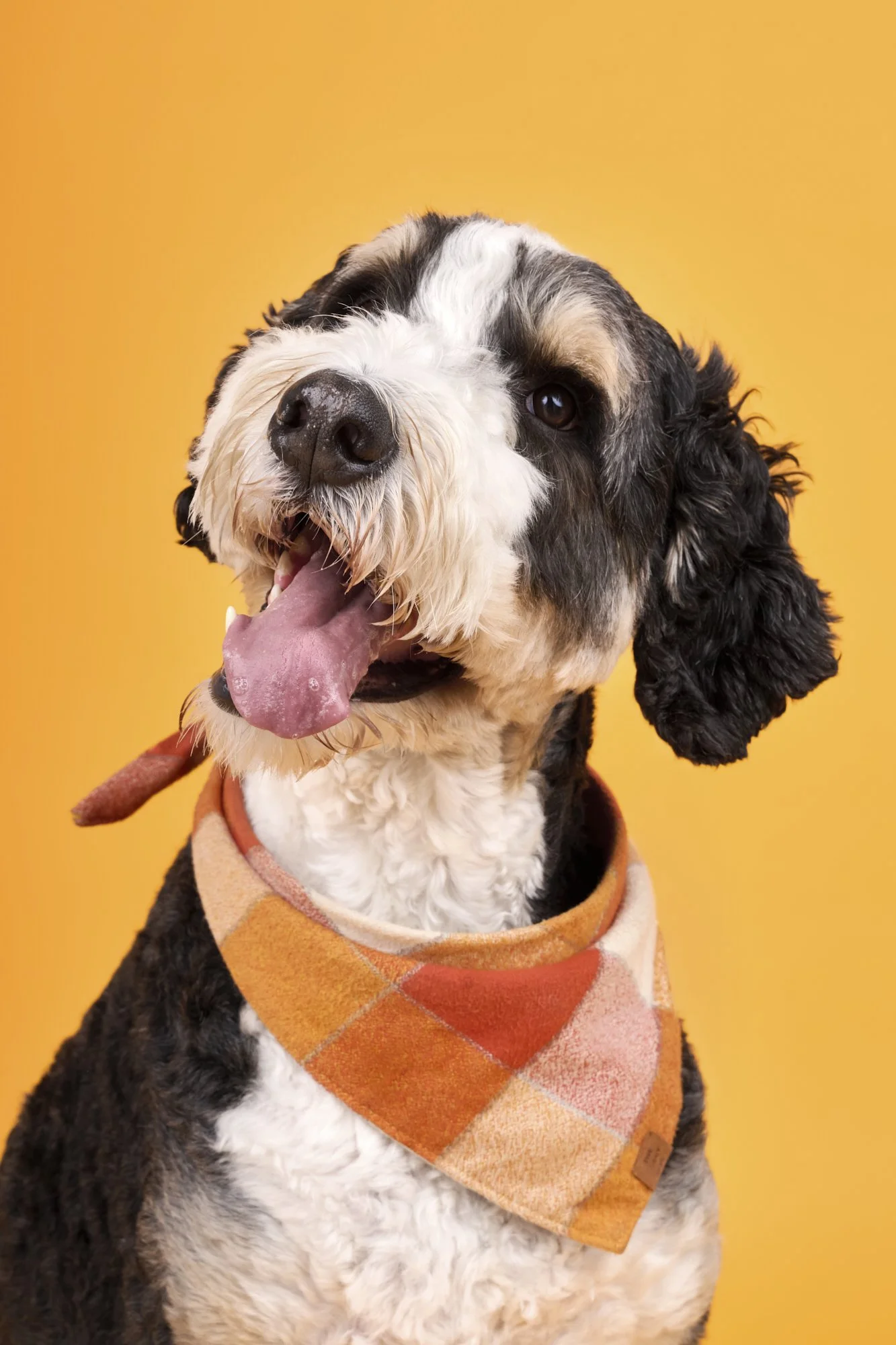 Leroy-TheDogPhotog-354-web.jpg