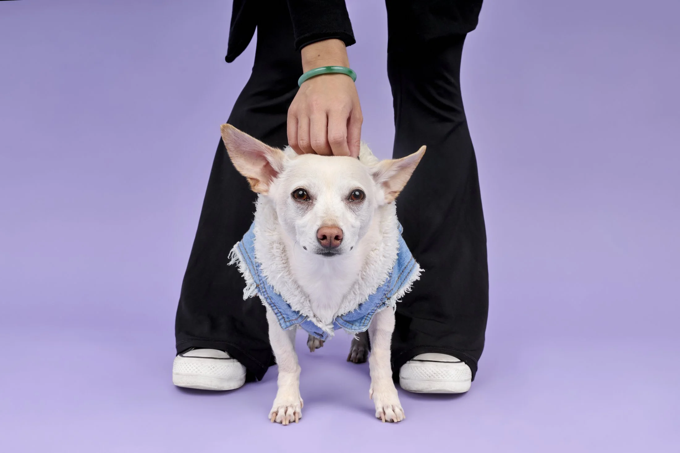 Mr-Pepper-TheDogPhotog-16691-web.jpg
