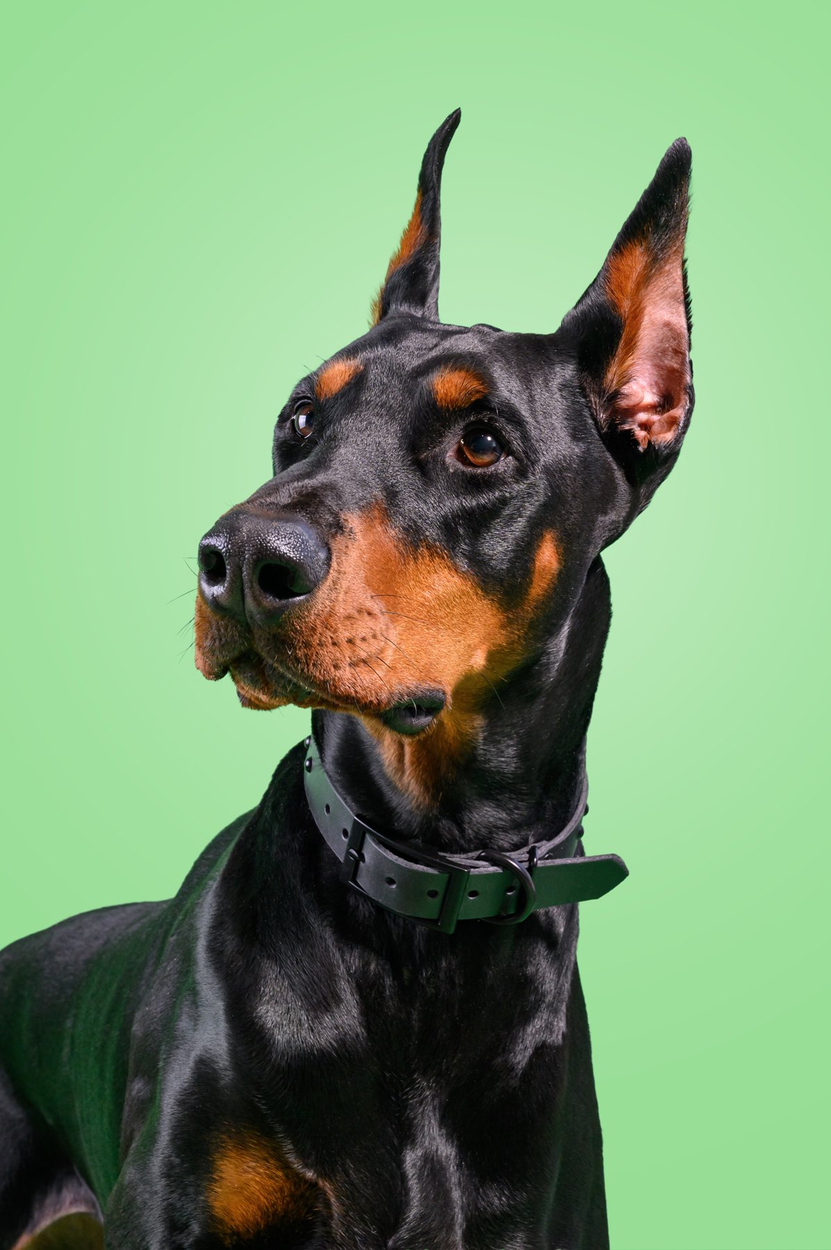 Doberman-Portrait-Green-Background-The-Dog-Photog.jpg