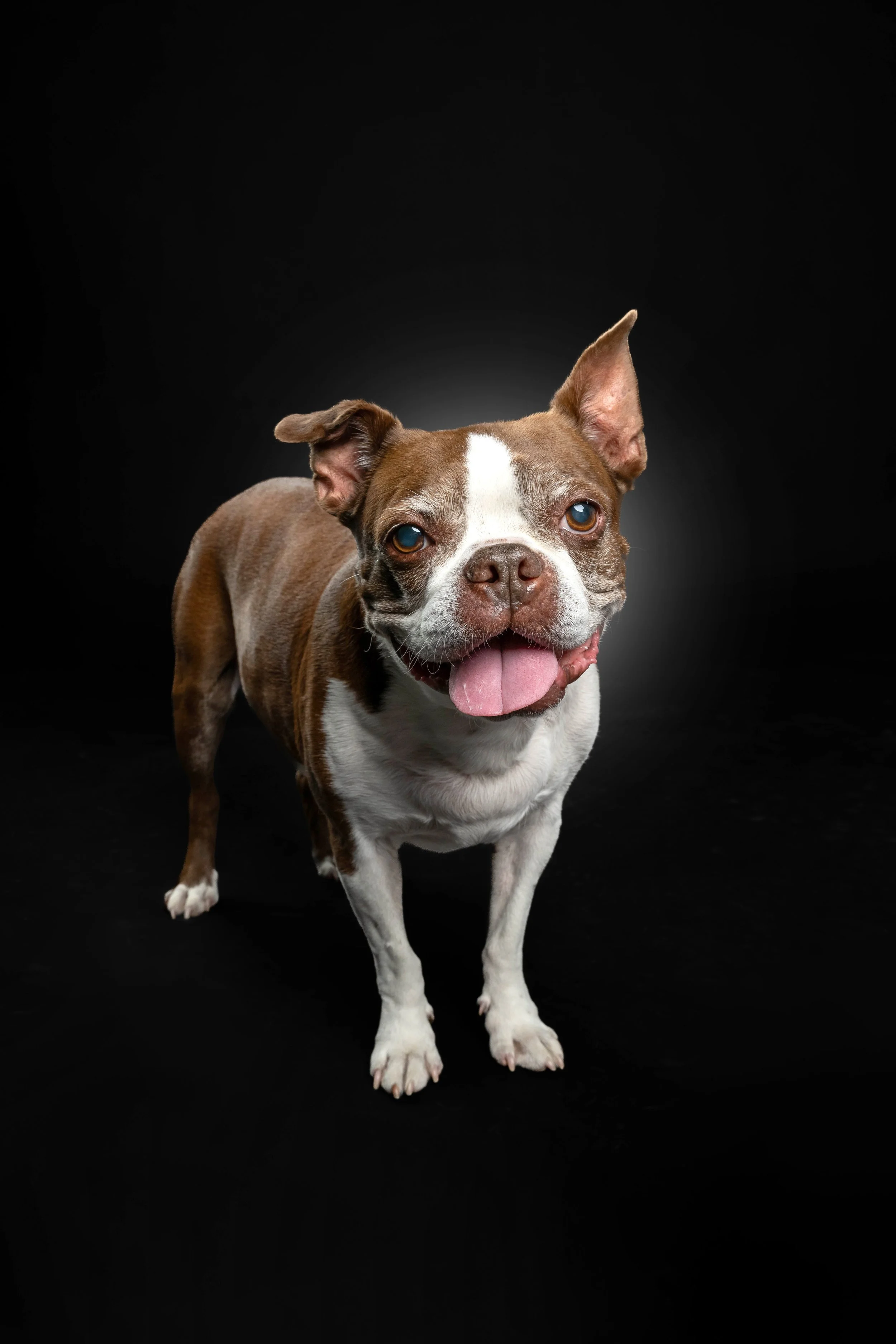 Professional-dog-photo-session-setup-with-brown-Boston-Terrier-at-The-Dog-Photog-studio-in-Northeast-Minneapolis-e85f08681cbbb6b18059baa75b8054d3.jpg