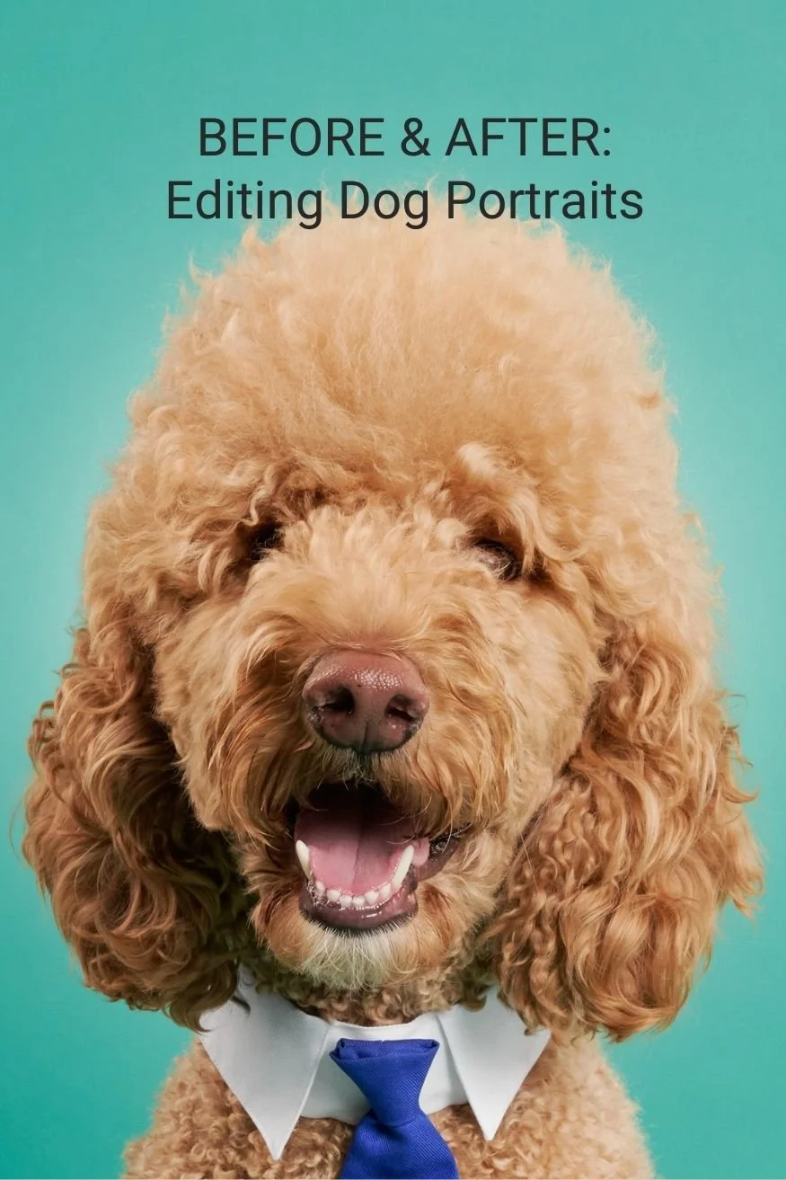 Before & After: Editing Dog Portraits