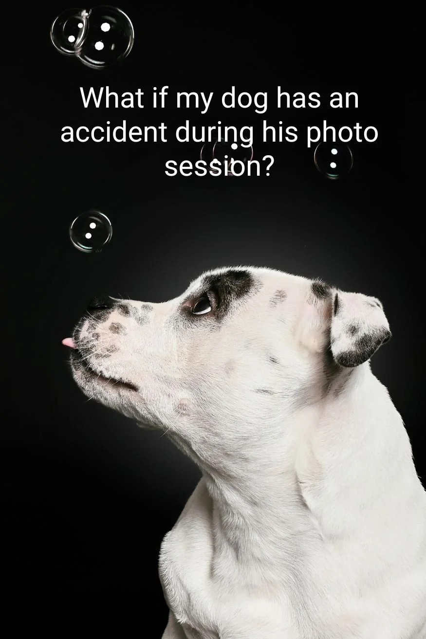 “What if my dog has an accident during their session?”