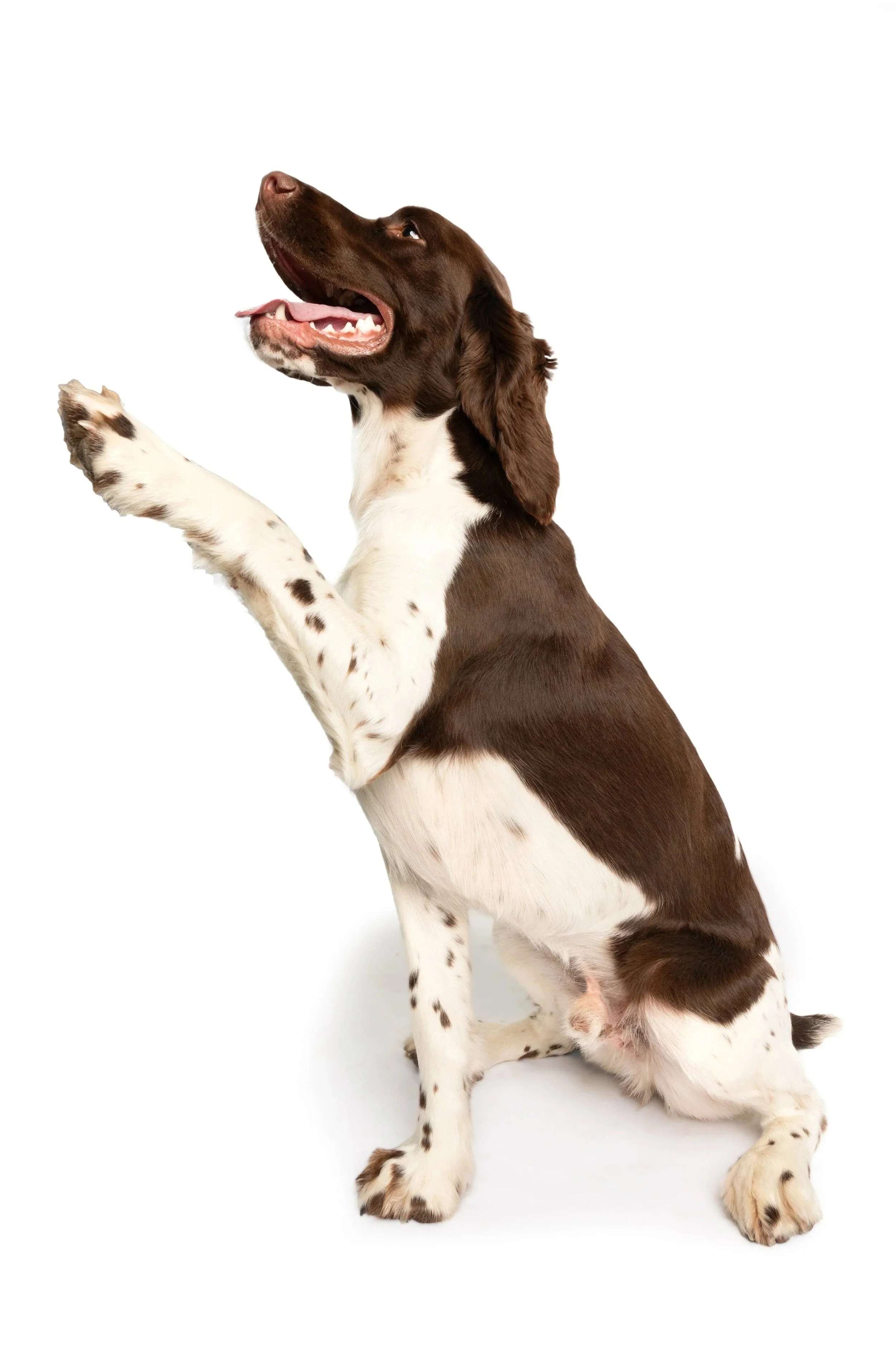 Portrait-of-a-brown-Englsih-Springer-Spaniel-shaking-paws-during-photoshoot-in-Minneapolis-with-The-Dog-Photog-.jpg