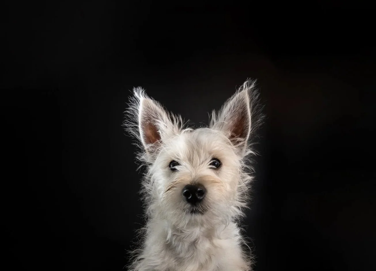 How I Accidentally Became a Dog Photographer