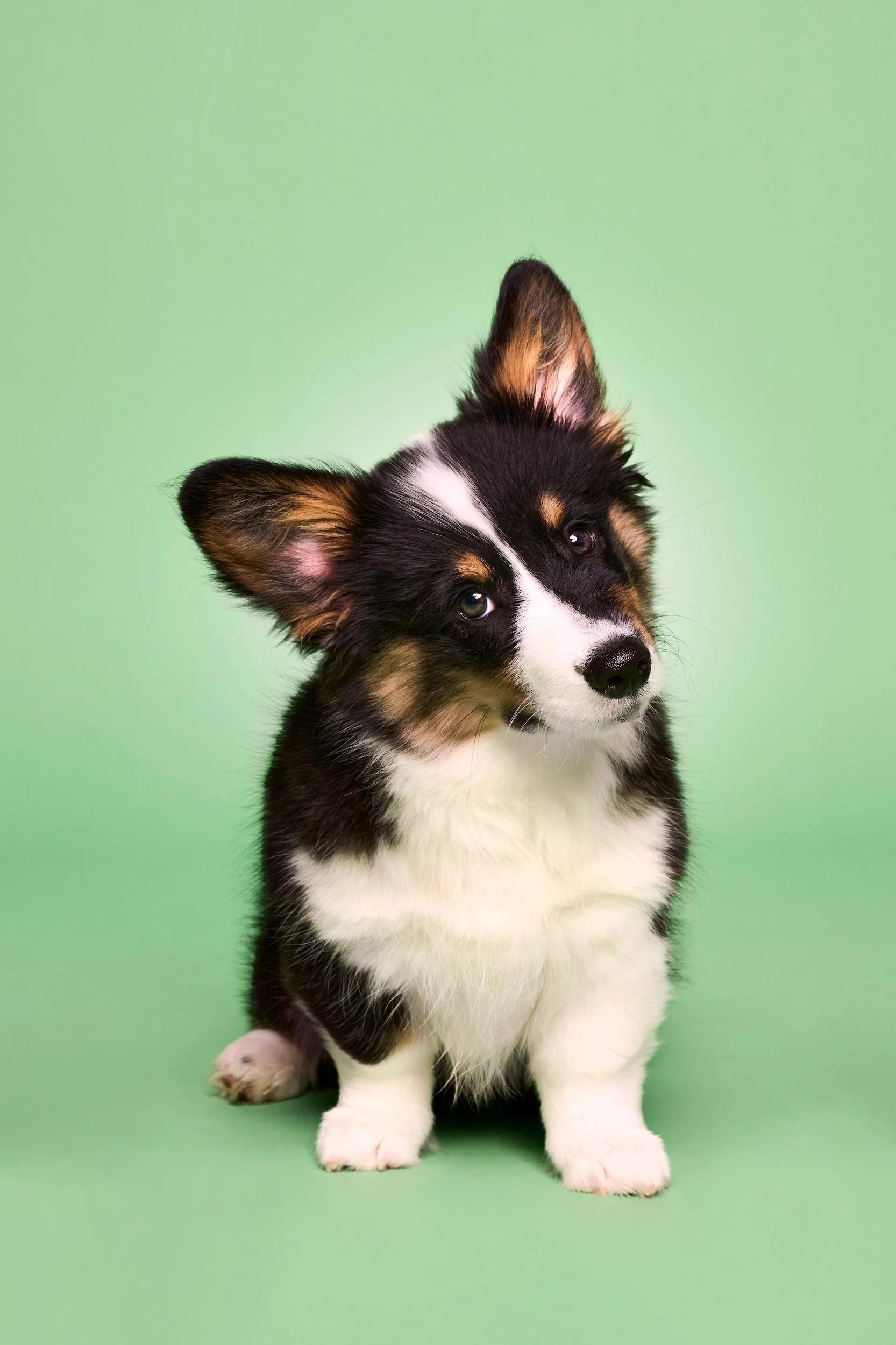 Corgi Dog Portrait on Mint Green Backdrop – The Dog Photog Minneapolis.jpg