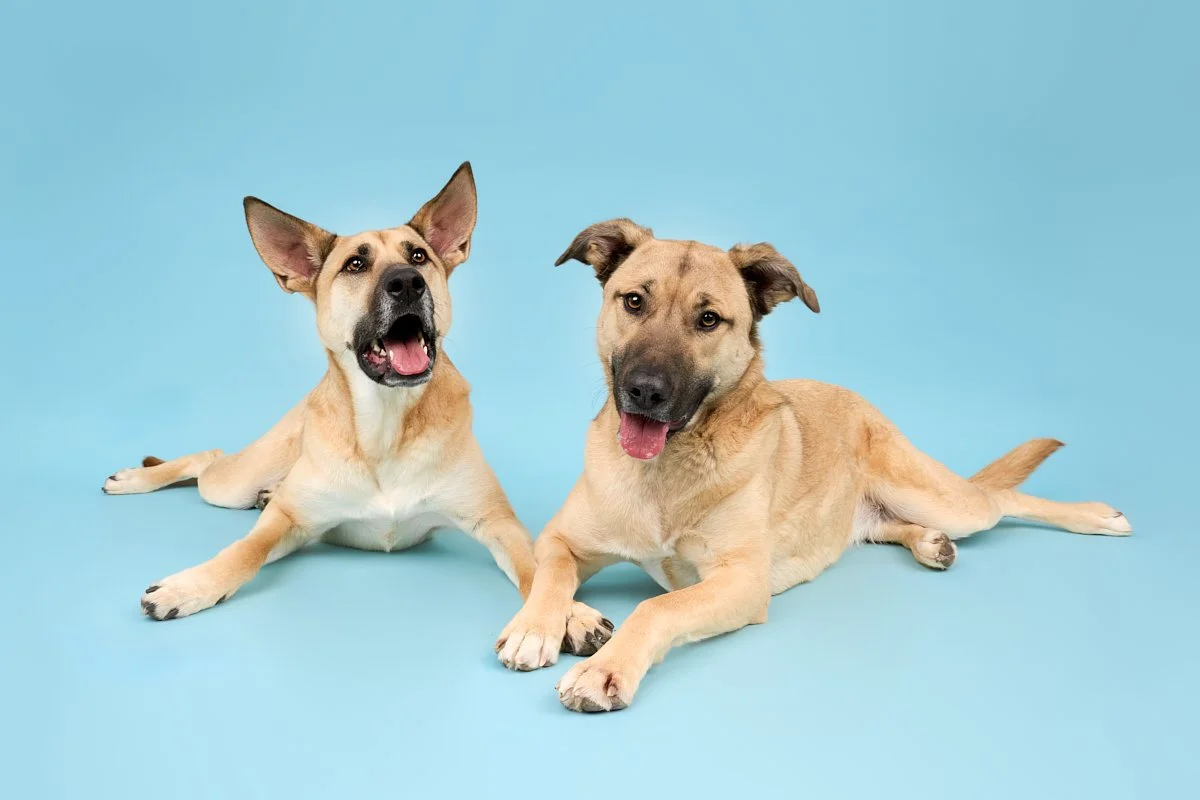 German Shepherd mixes Dog Portrait laying on light blue mist Backdrop – The Dog Photog Minneapolis.jpg