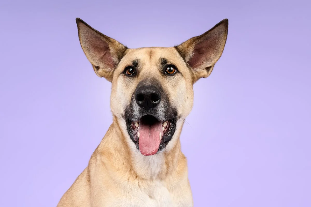German Shepherd mix Dog Portrait on purple Backdrop – The Dog Photog northeast Minneapolis.jpg