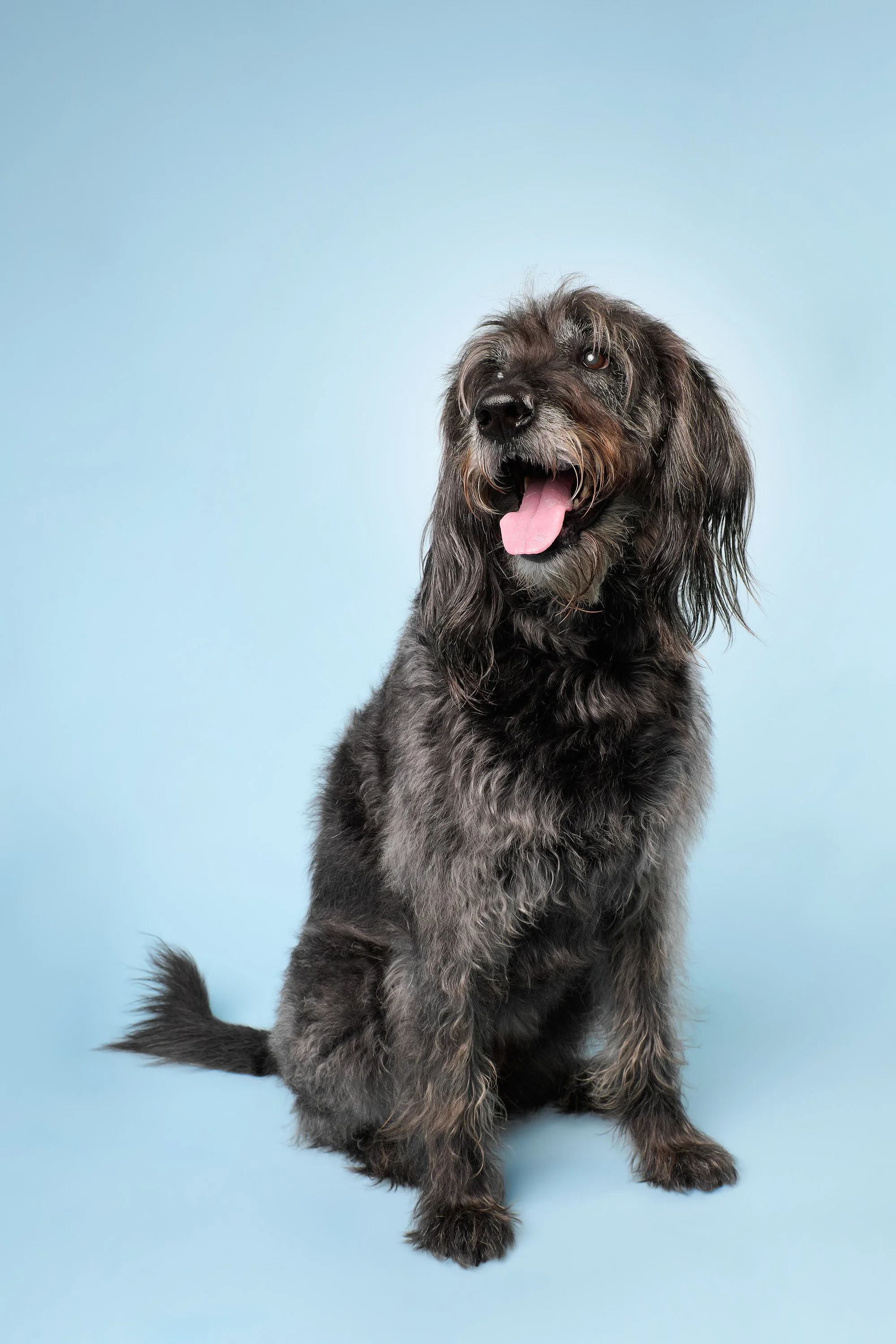 What Happens After Your Dog's Portrait Session?