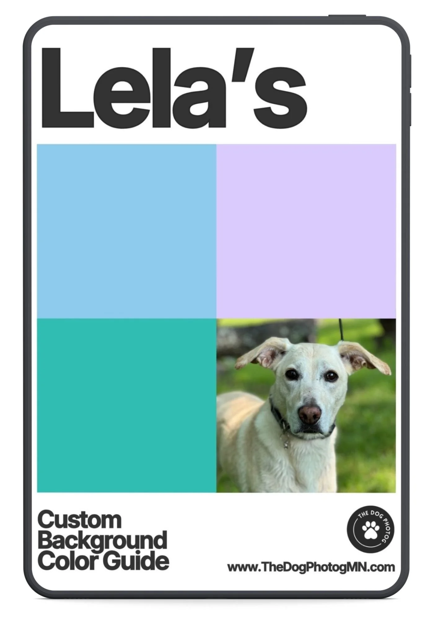 The Background Color Guide Picking the Perfect Backdrop for Your Dog’s Studio Portrait