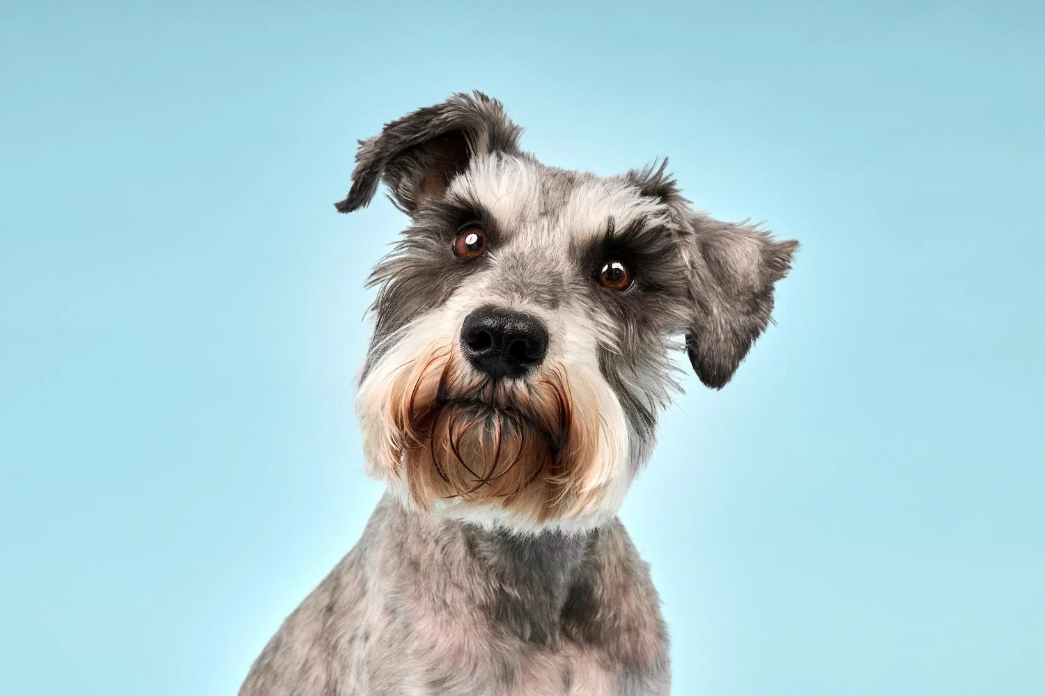 Miniature Schnauzer Dog Portrait on Blue Backdrop – The Dog Photog Minneapolis.jpg