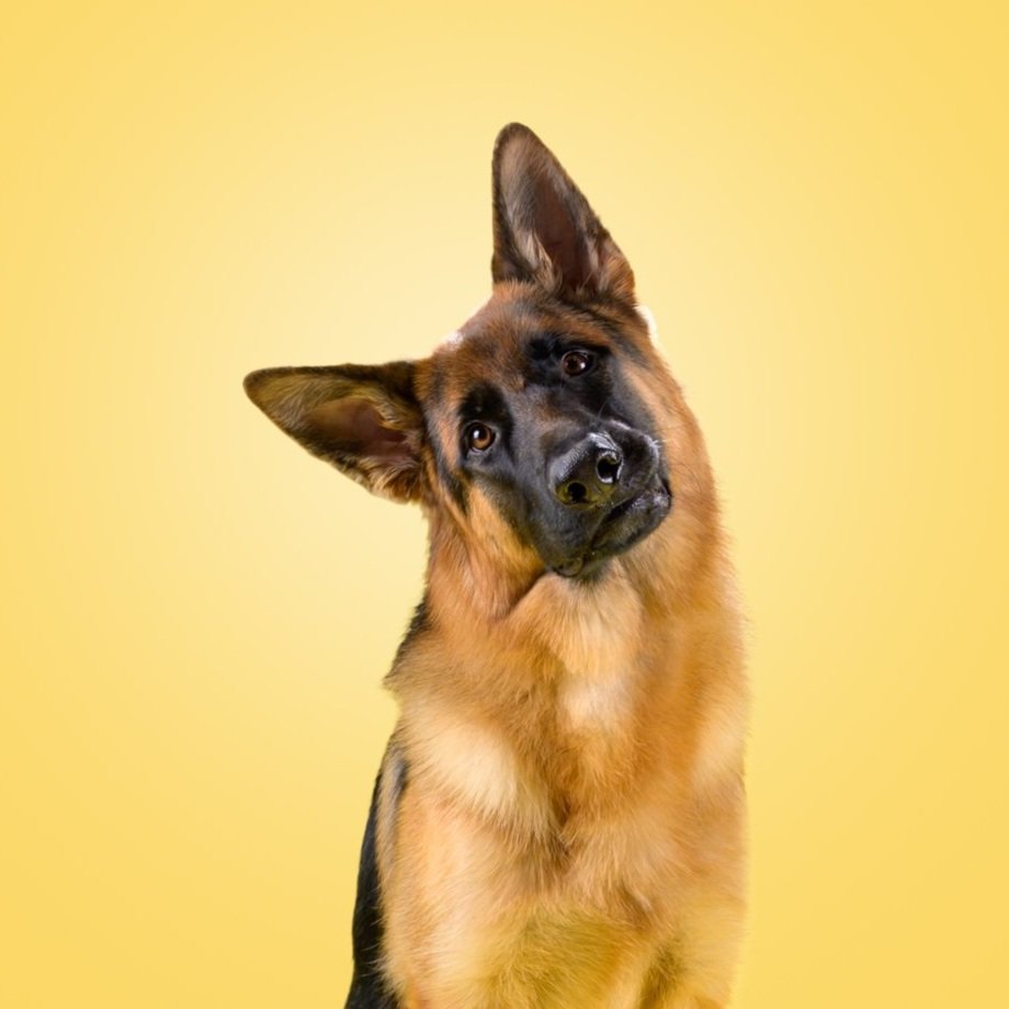 German-Shepherd-Head-Tilt-The-Dog-Photog-Yellow-Backdrop.jpg