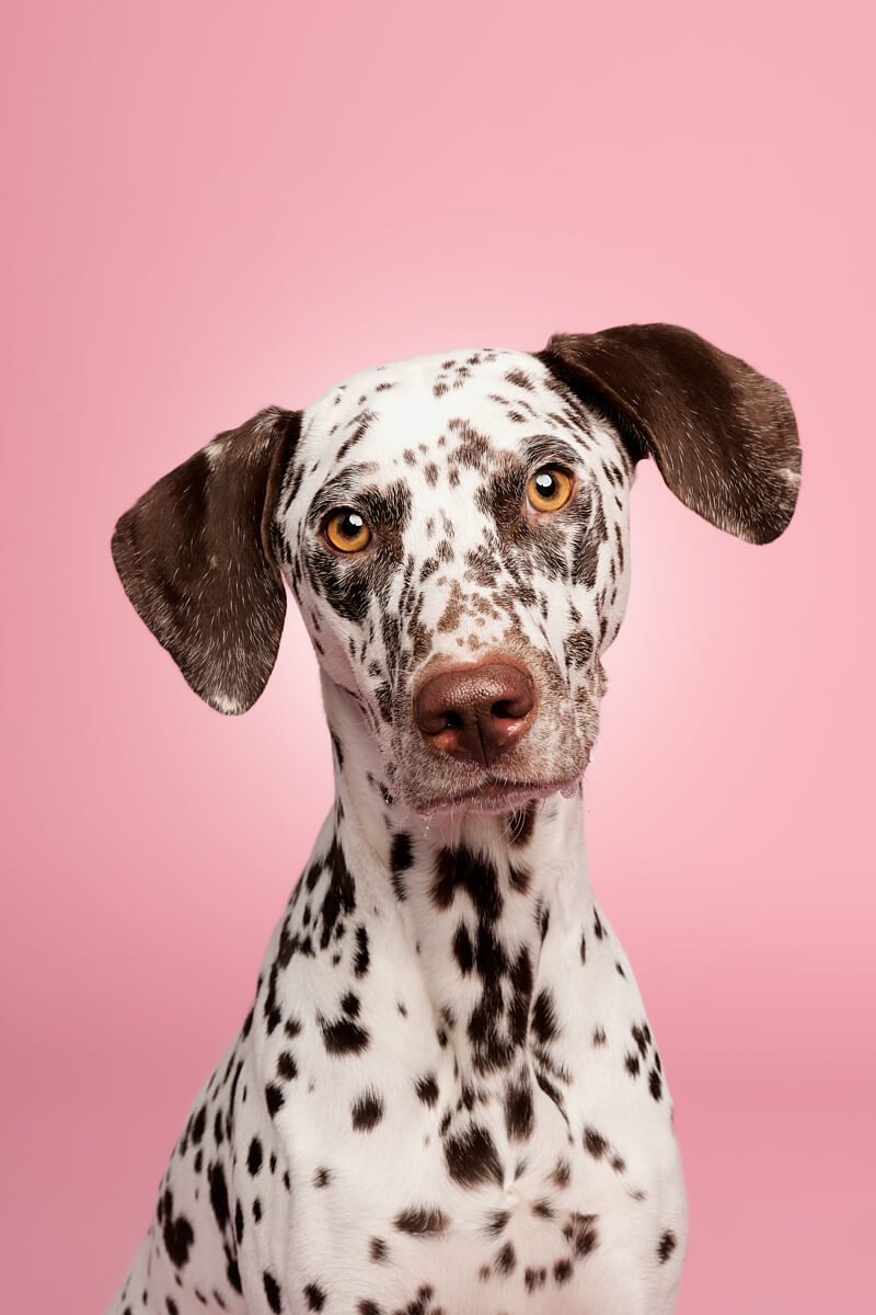 Dalmatian Dog Portrait on Pink Backdrop – The Dog Photog Minneapolis.jpg
