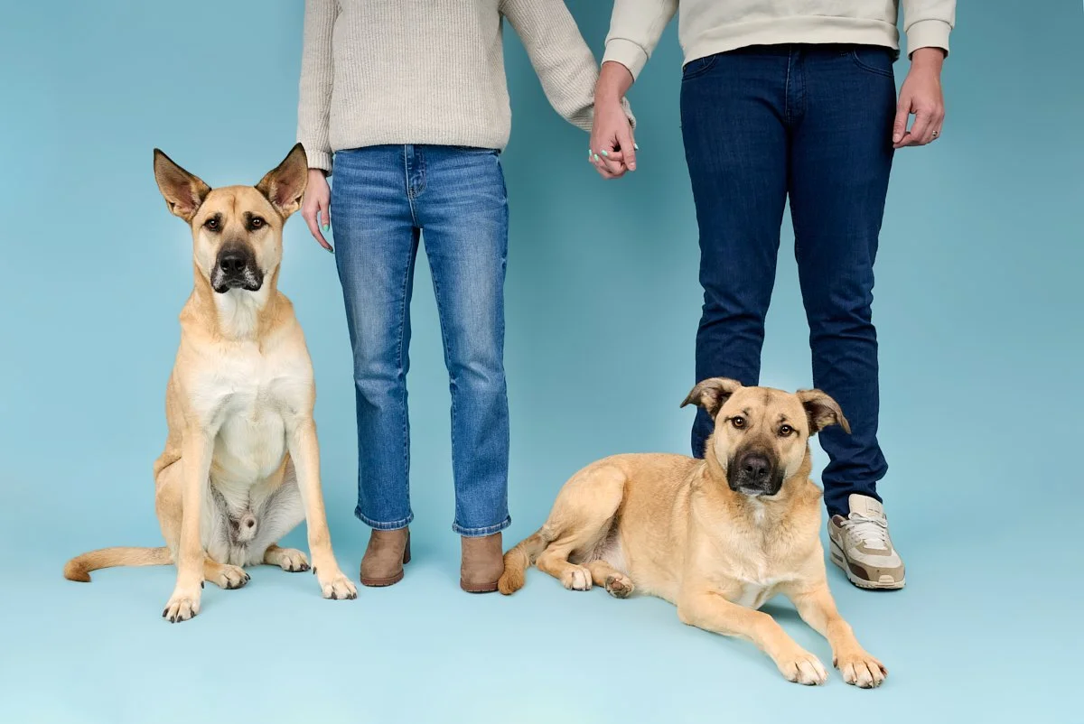 German Shepherd mix family Dog Portrait on light blue mist Backdrop – The Dog Photog Minneapolis.jpg