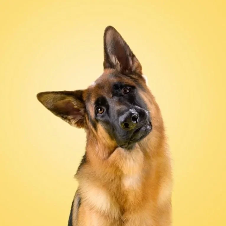 German-Shepherd-Head-Tilt-The-Dog-Photog-Yellow-Backdrop.jpg