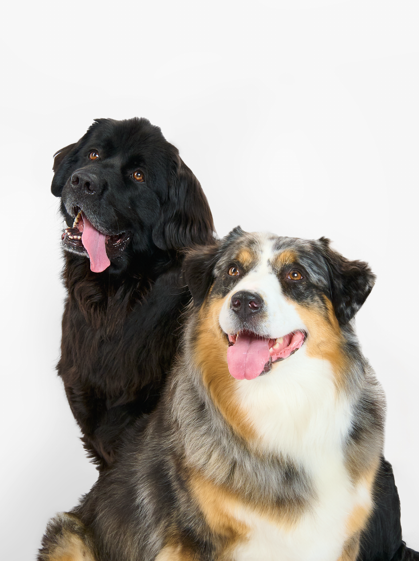 Dog photograph of two dogs smiling