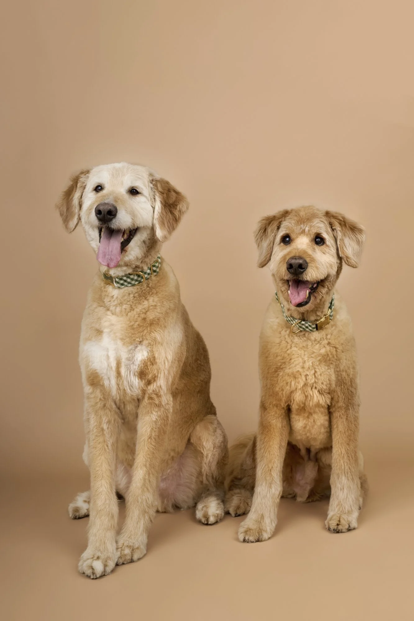 Kipling-Morrison-TheDogPhotog-221-web.jpg