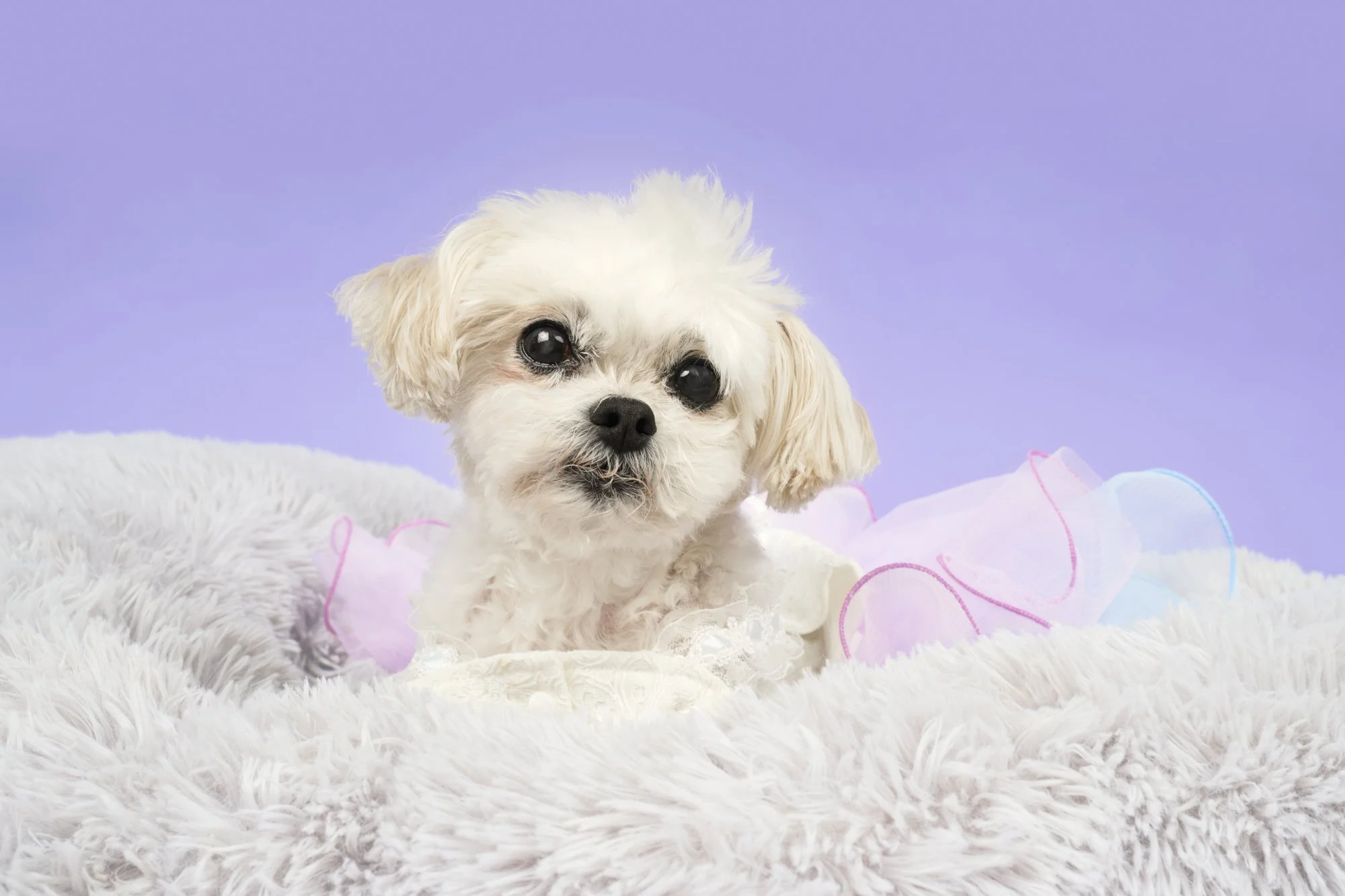 Hazel-TheDogPhotog-099-web.jpg
