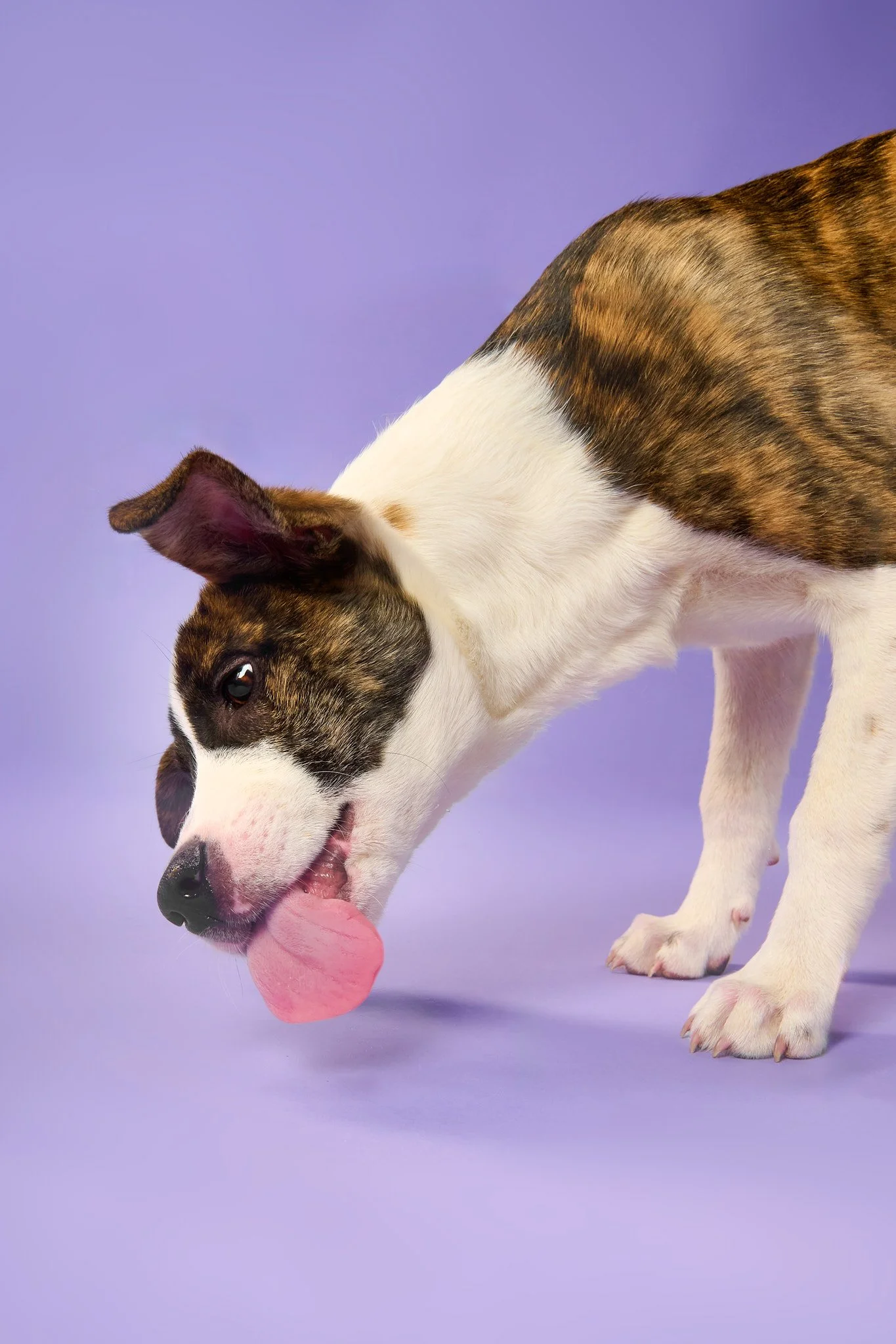 Hound Puppy Dog Portrait licking on Purple Backdrop – The Dog Photog Minneapolis.jpg