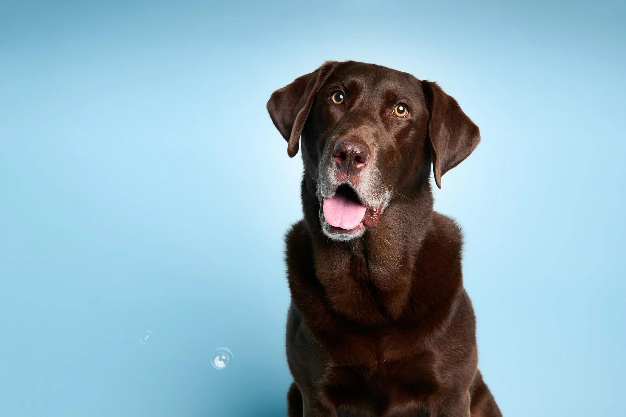 3. Residents Bring Their Pets