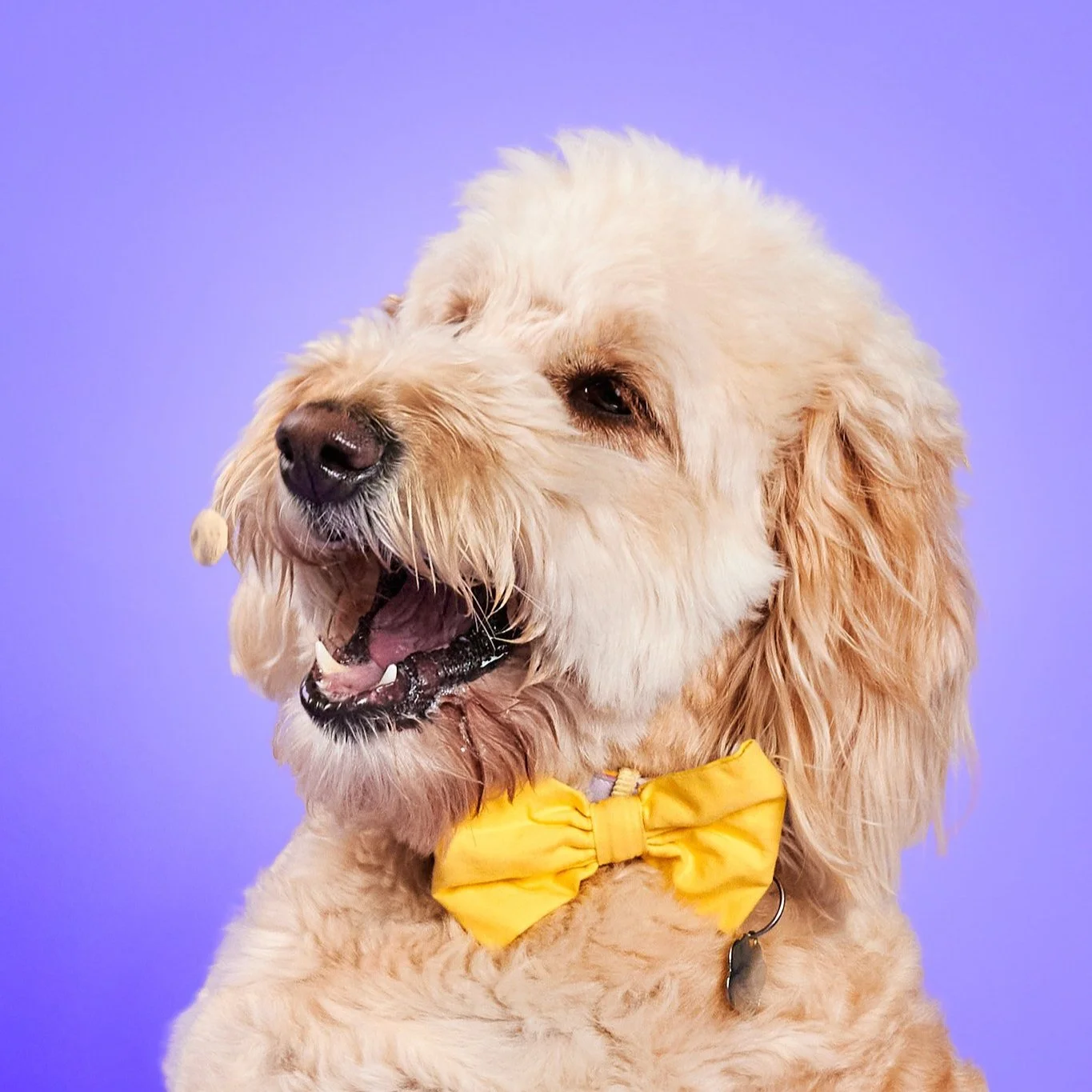 dog with bowtie studio photograph