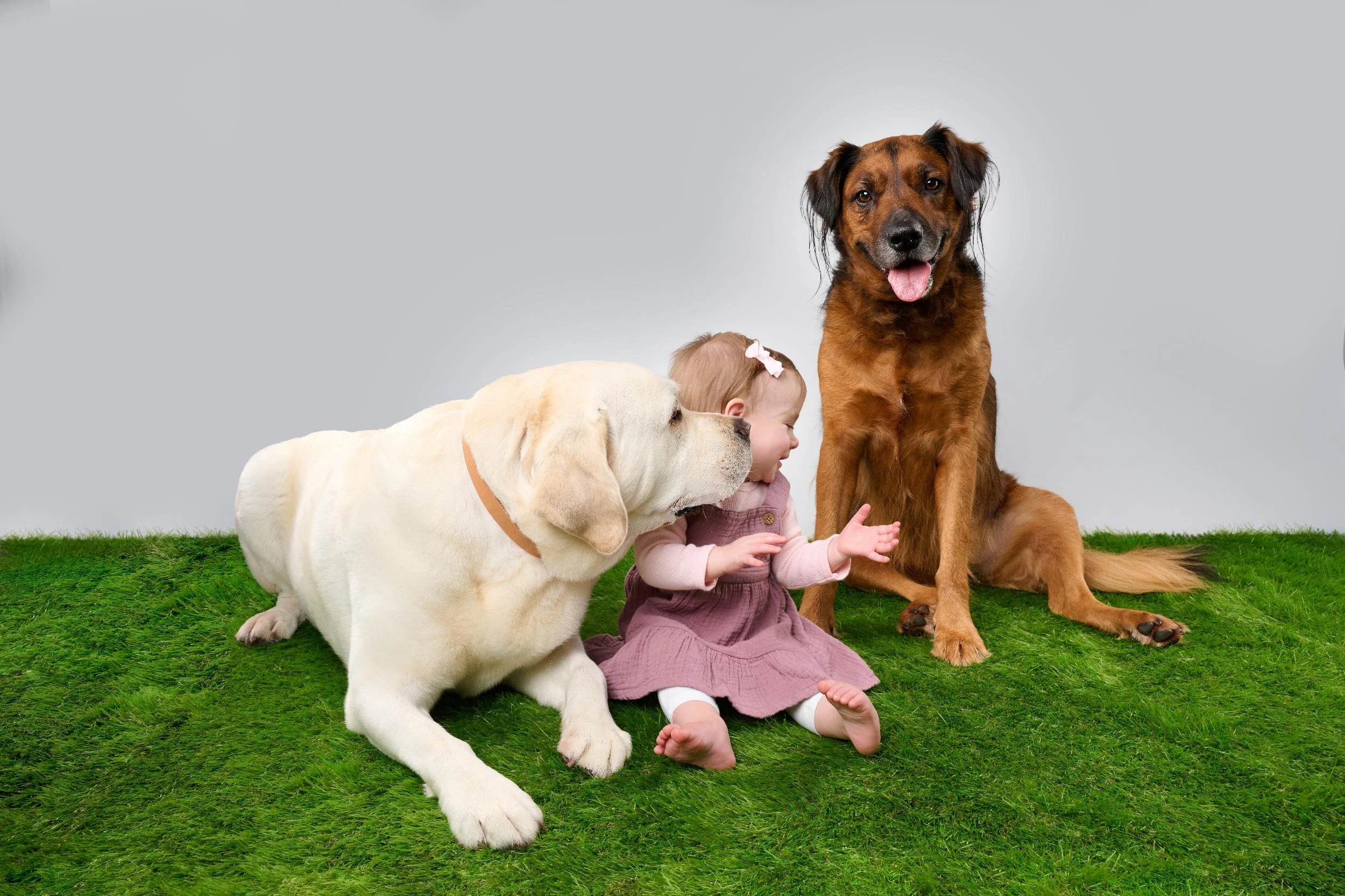 English-Lab-kisses-toddler-brown-dog-smiles-photo-shoot-minneapolis.jpg