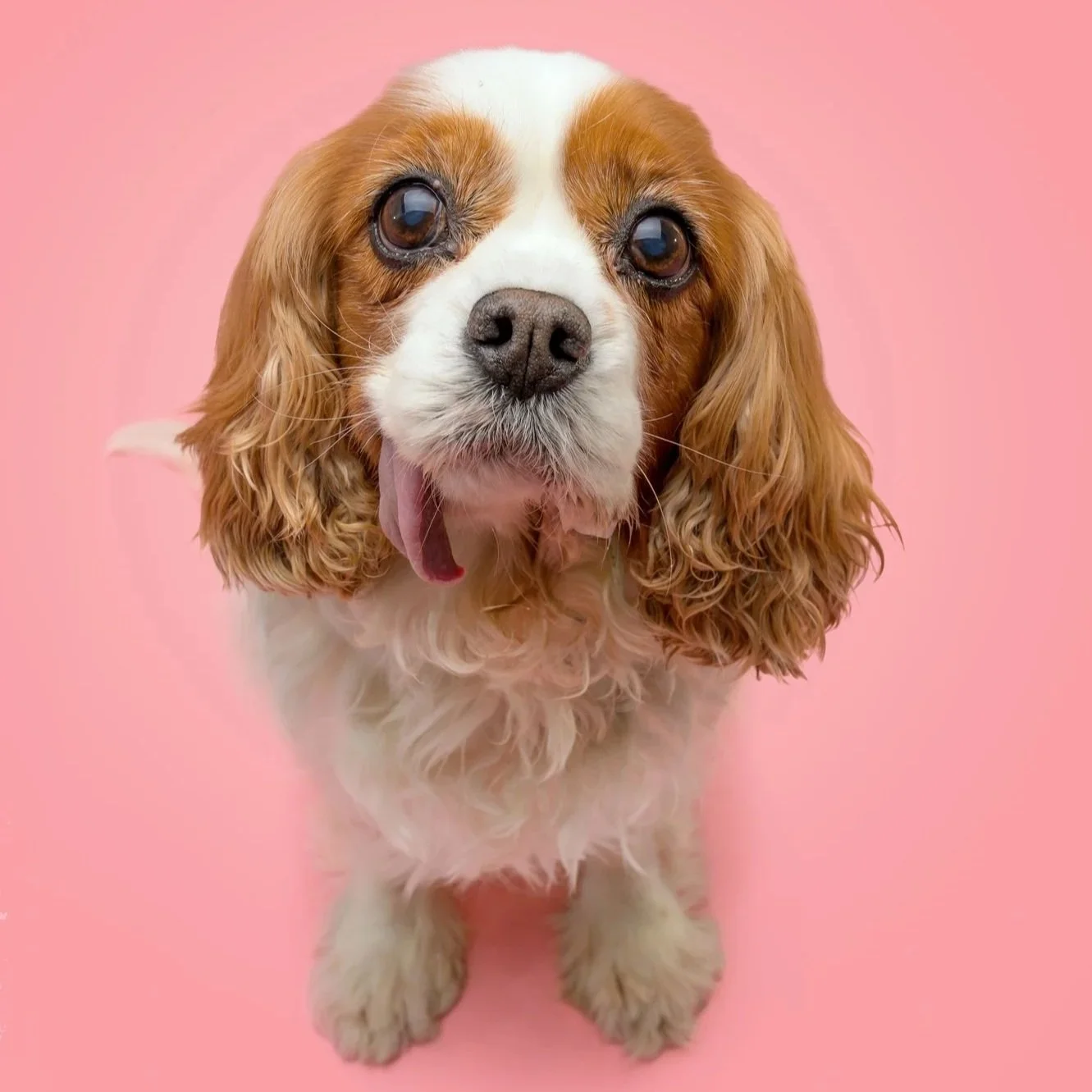 King-Charles-Cavalier-Spaniel-Portrait-Pink-The-Dog-Photog.jpg