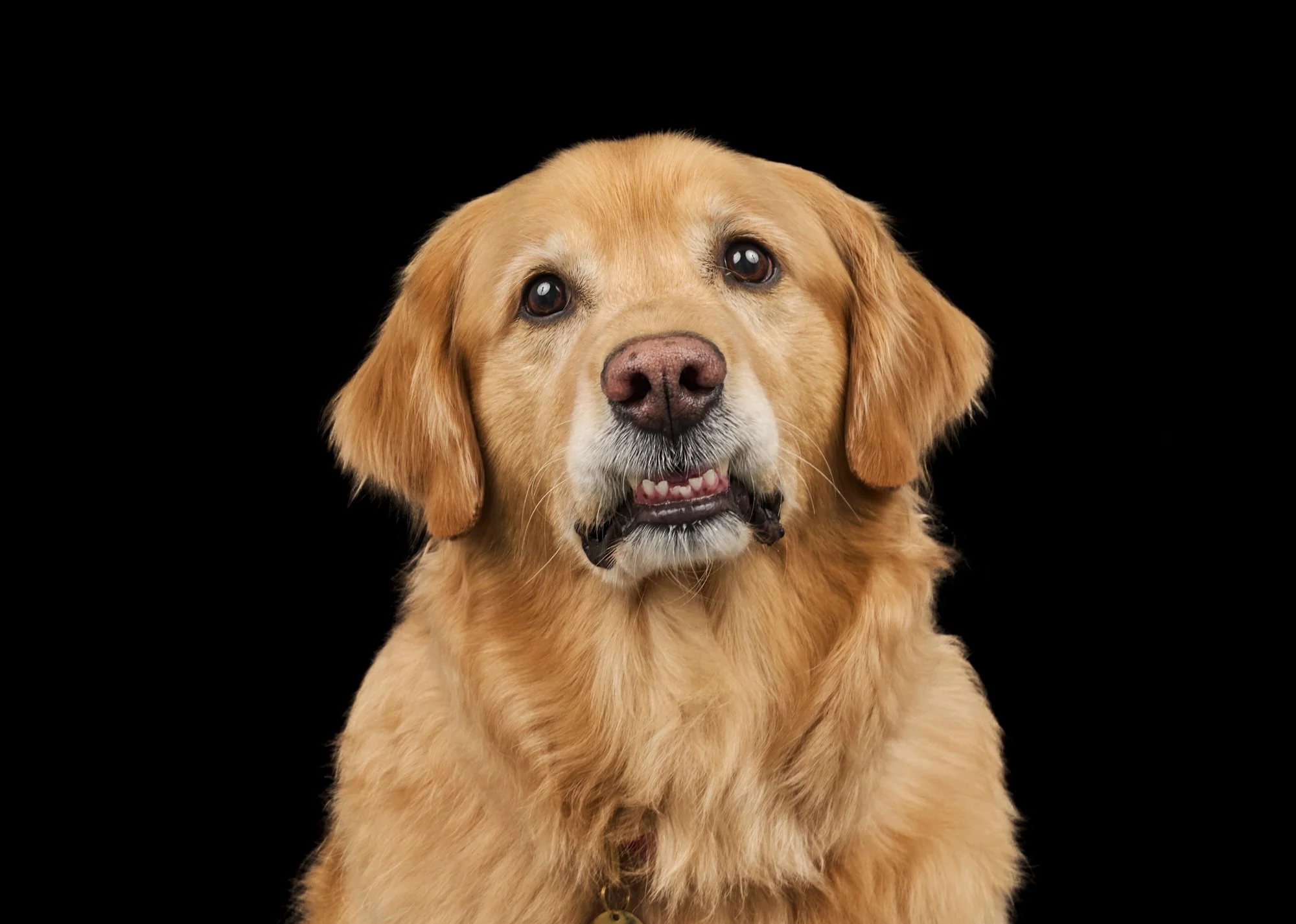 Teddy-TheDogPhotog-256-web.jpg