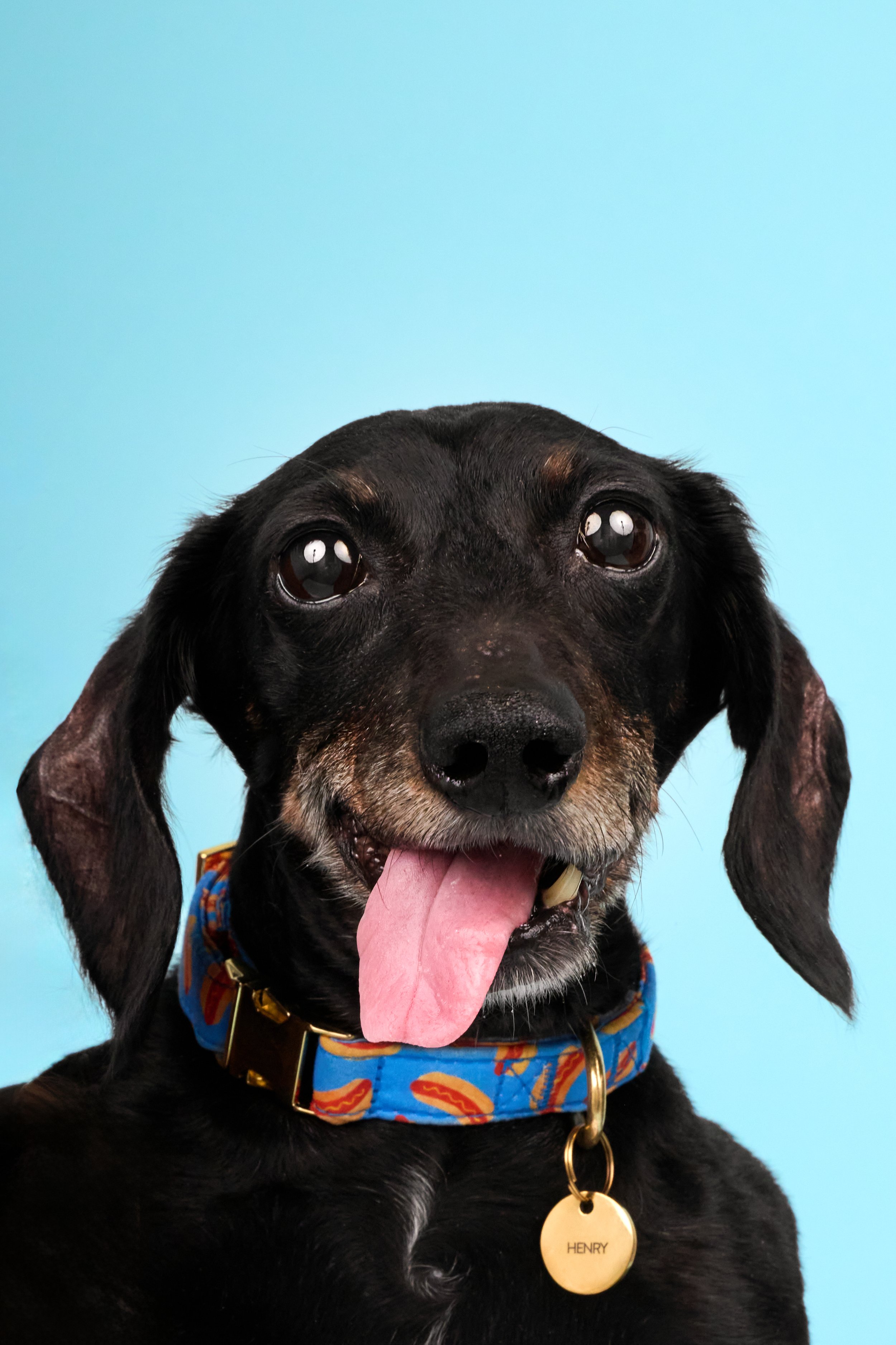 Henry-TheDogPhotog-130.jpg