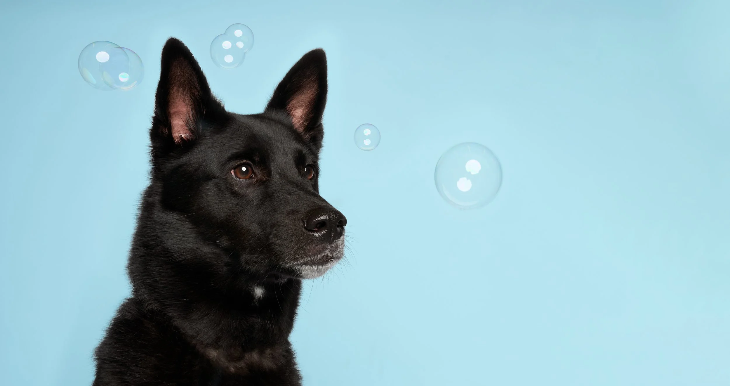 A black dog with upright ears looking to the side against a blue background with floating soap bubbles.