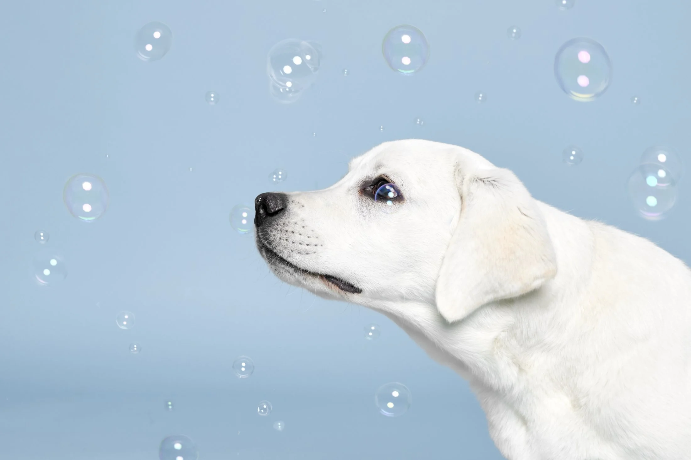 Dakota-TheDogPhotog-17-web 1.jpg