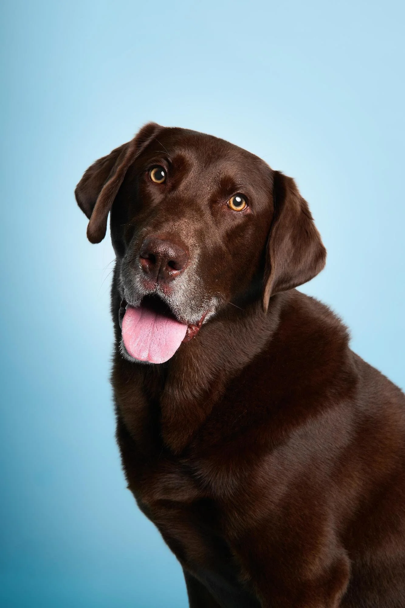 Frankie-TheDogphotog-0710 (1).jpg